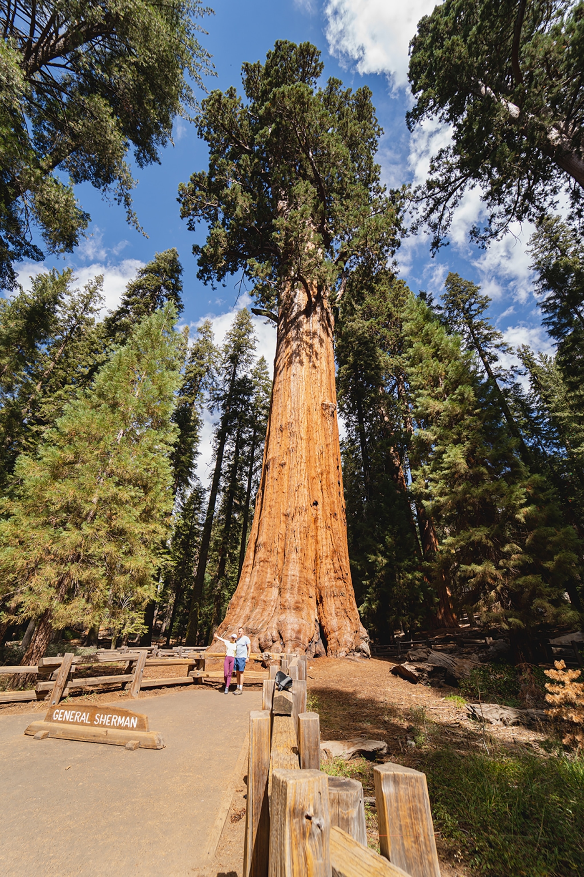 Tall tree towering in a forest taken from an angle that accentuates its height with a person stood at the bottom of the trunk