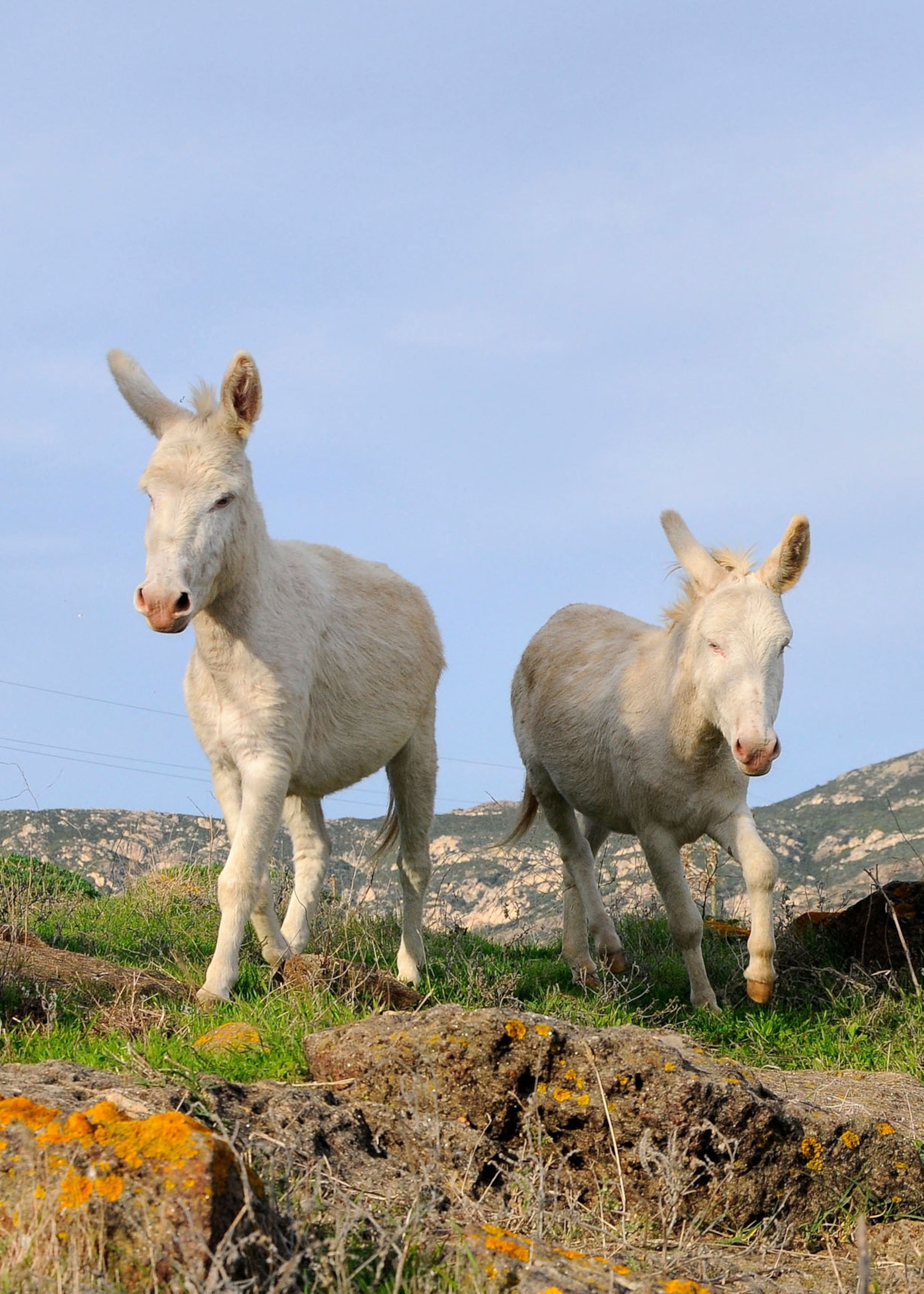two white donkeys trot on grassy hills