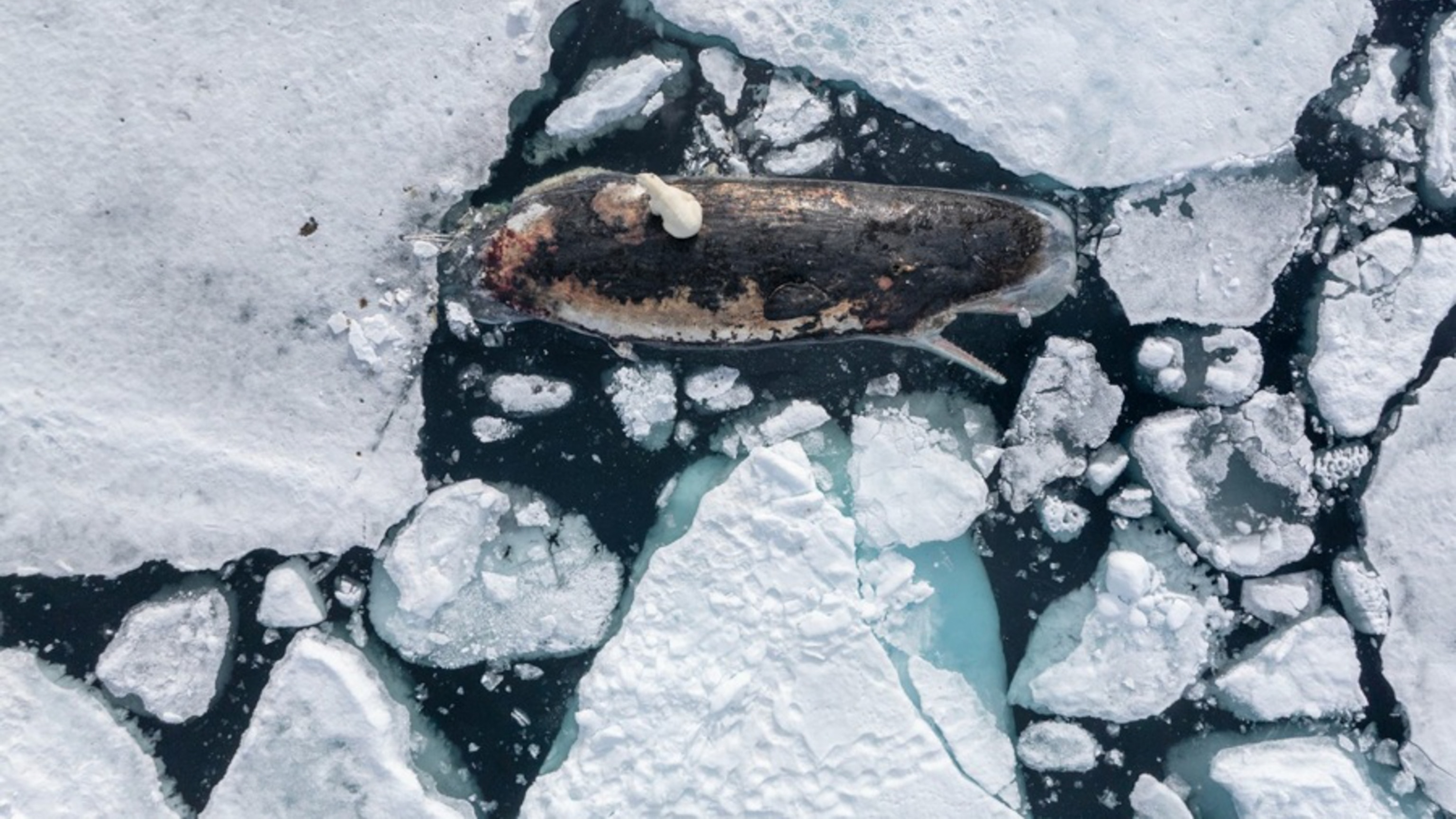 Stunning rare images of polar bear scavenging on a sperm whale captured in the Arctic