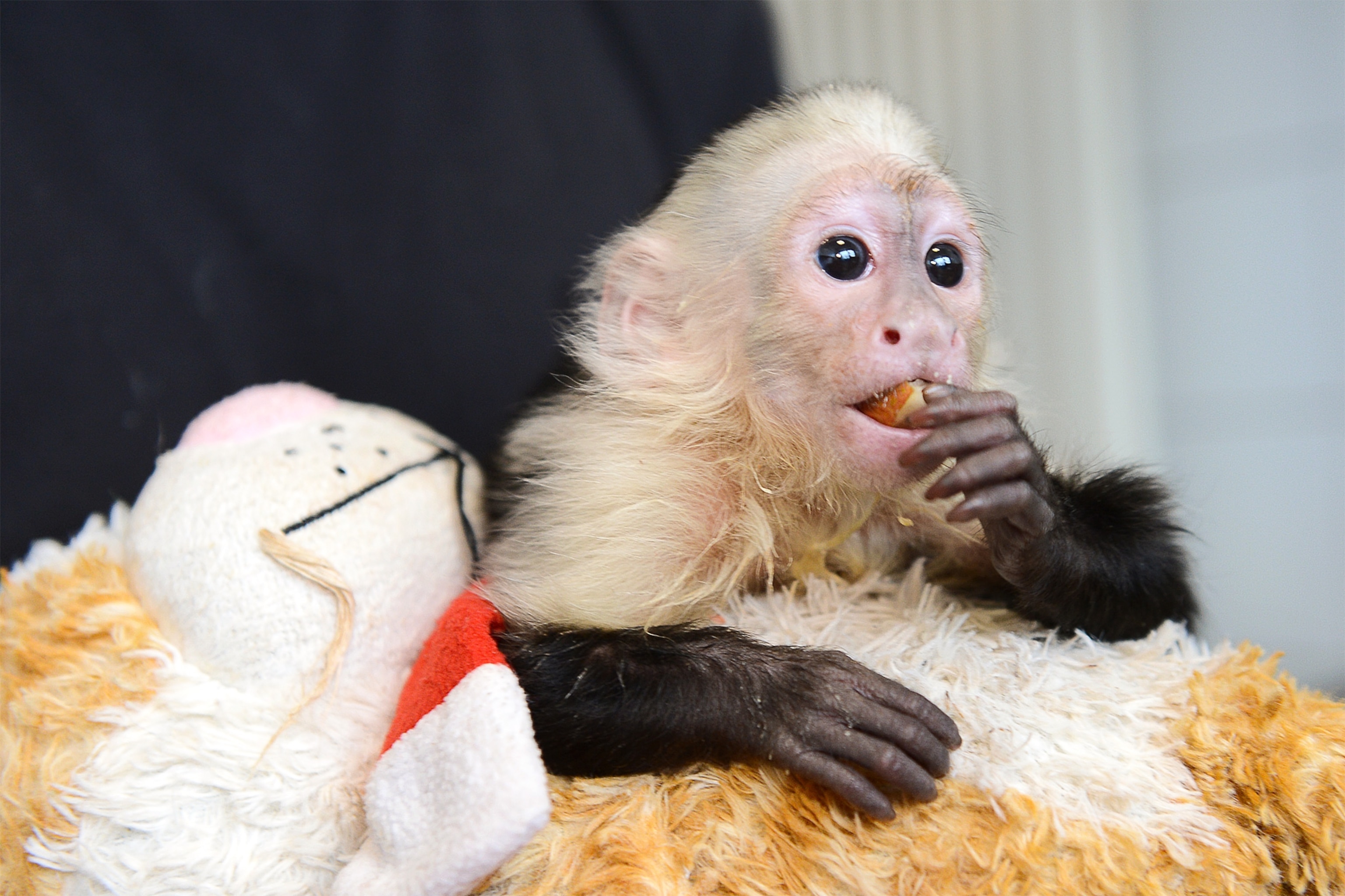 Baby deals capuchin monkey