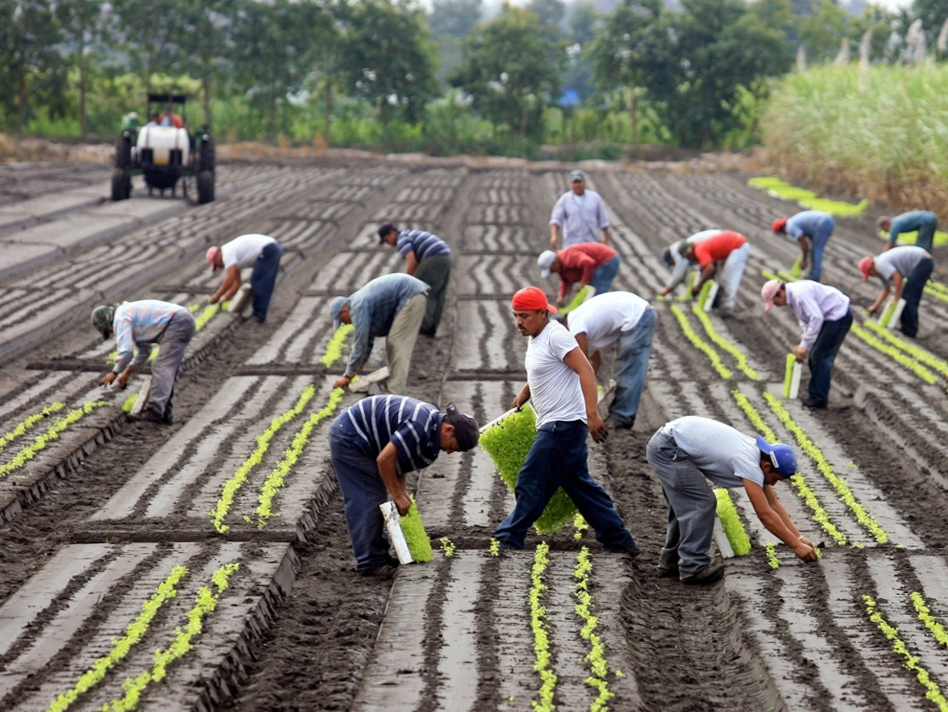 Picture: Farm workers