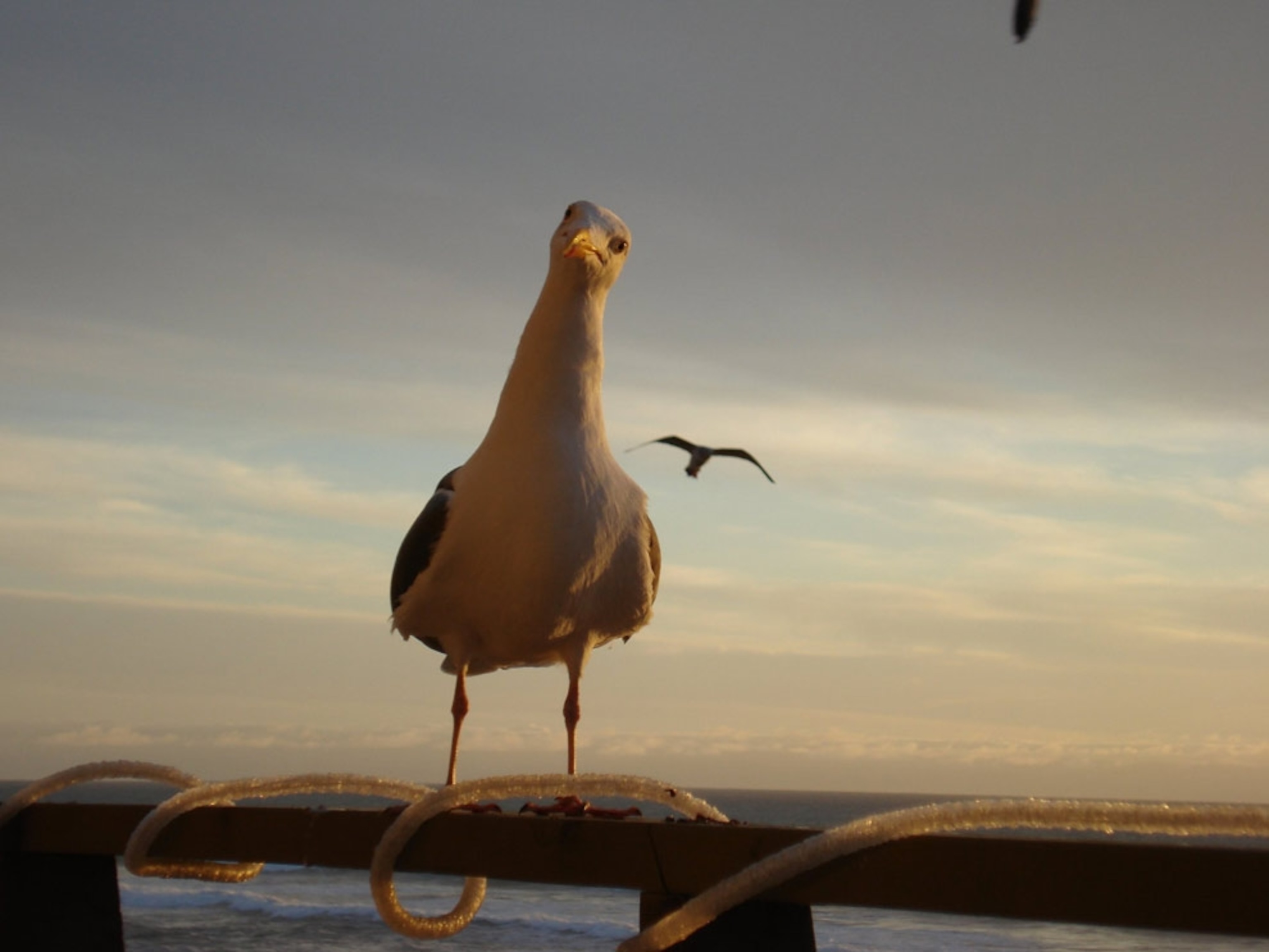 Gulls and pelicans on a beach