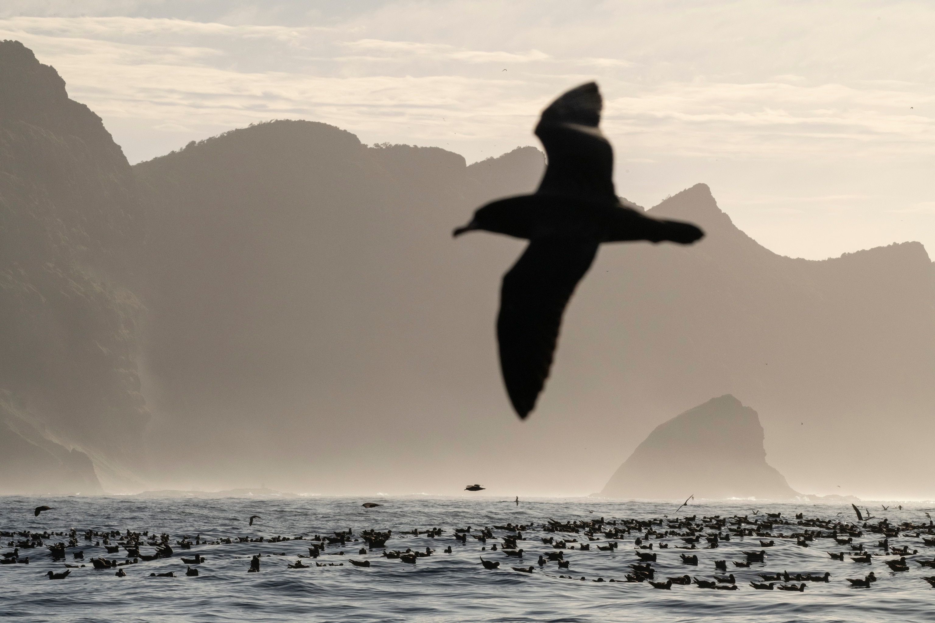 A bird flies in the foreground with the ocean and mountains in the background, with many birds sitting in the water.