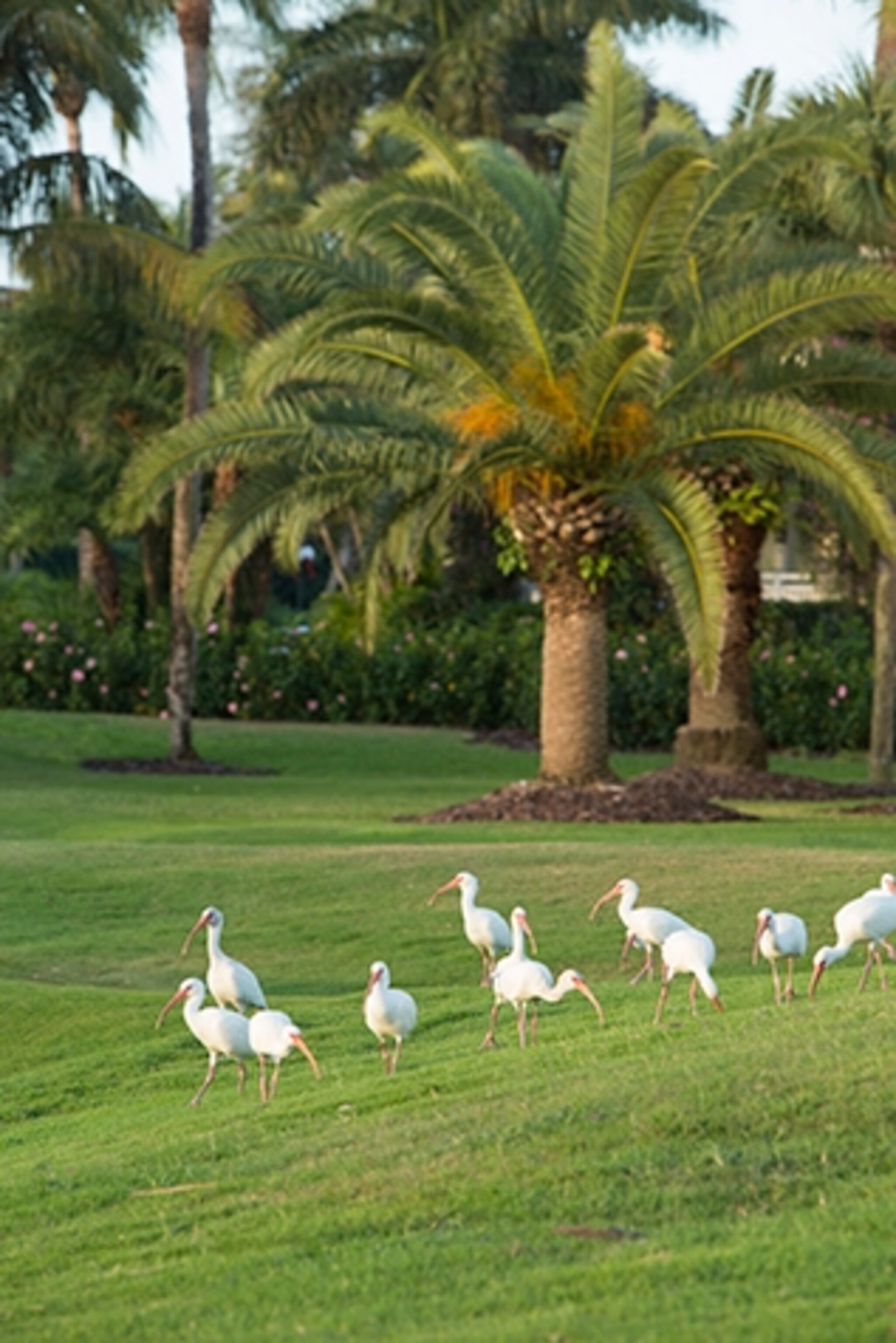 Birds pay a visit to the Gasparilla Inn's 18-hole, Pete Dye golf course. (Photograph by Steven Martine)