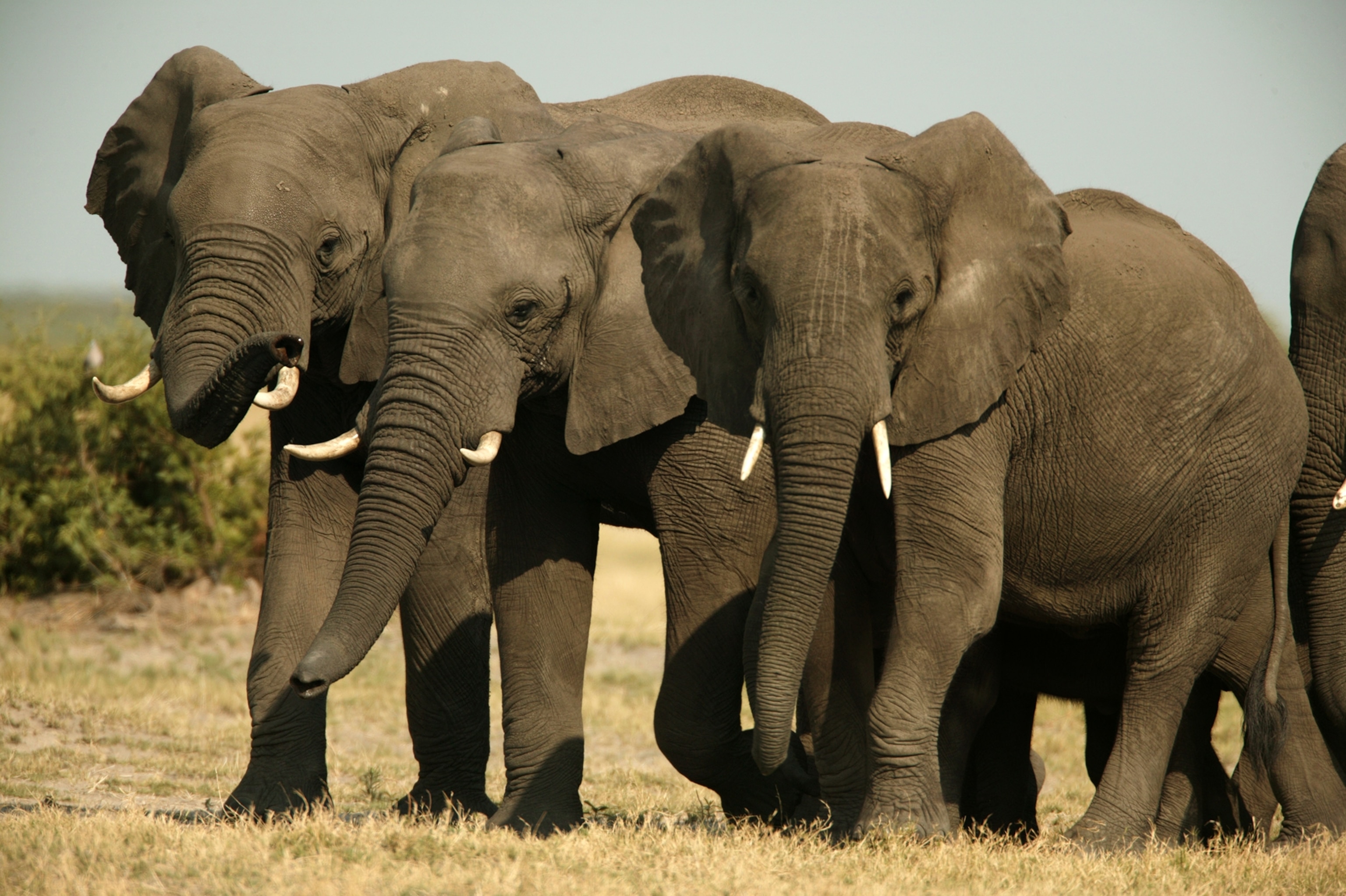 three elephants turn to investigate a smell
