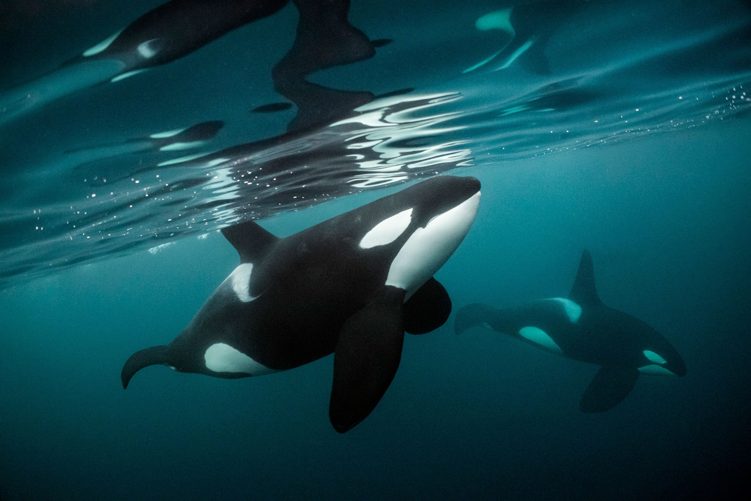 An orca in water.
