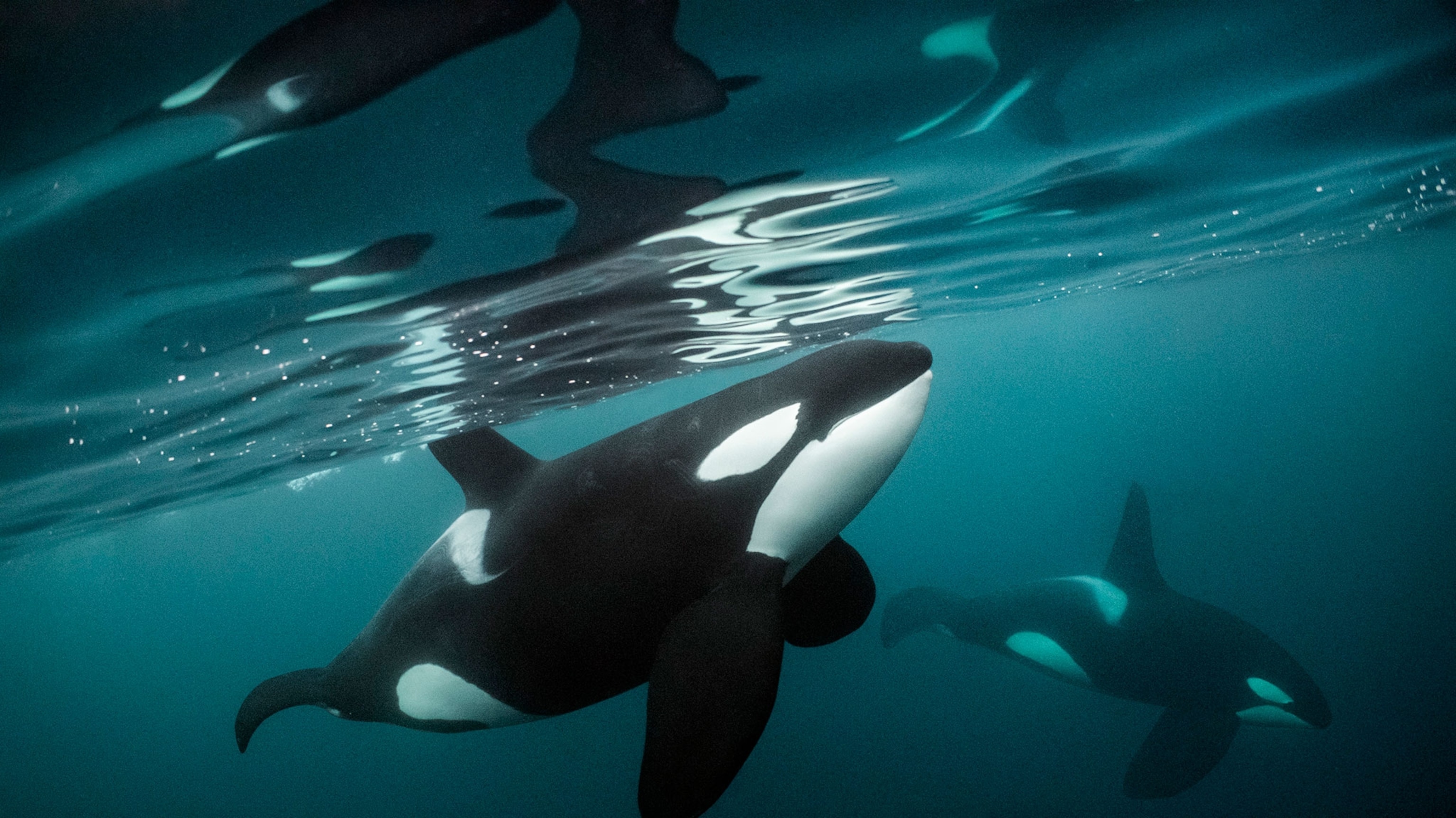 Watch the most thrilling—and the weirdest—wildlife videos of 2025