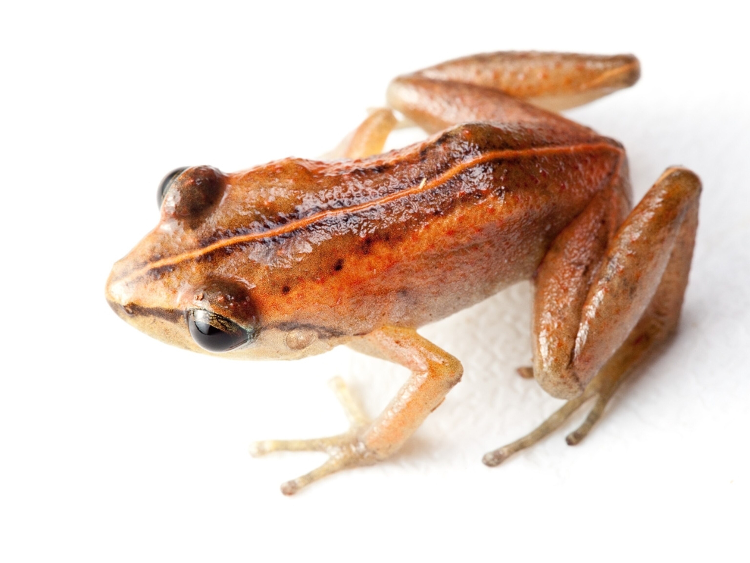 A portrait of Mozart's frog on a white background