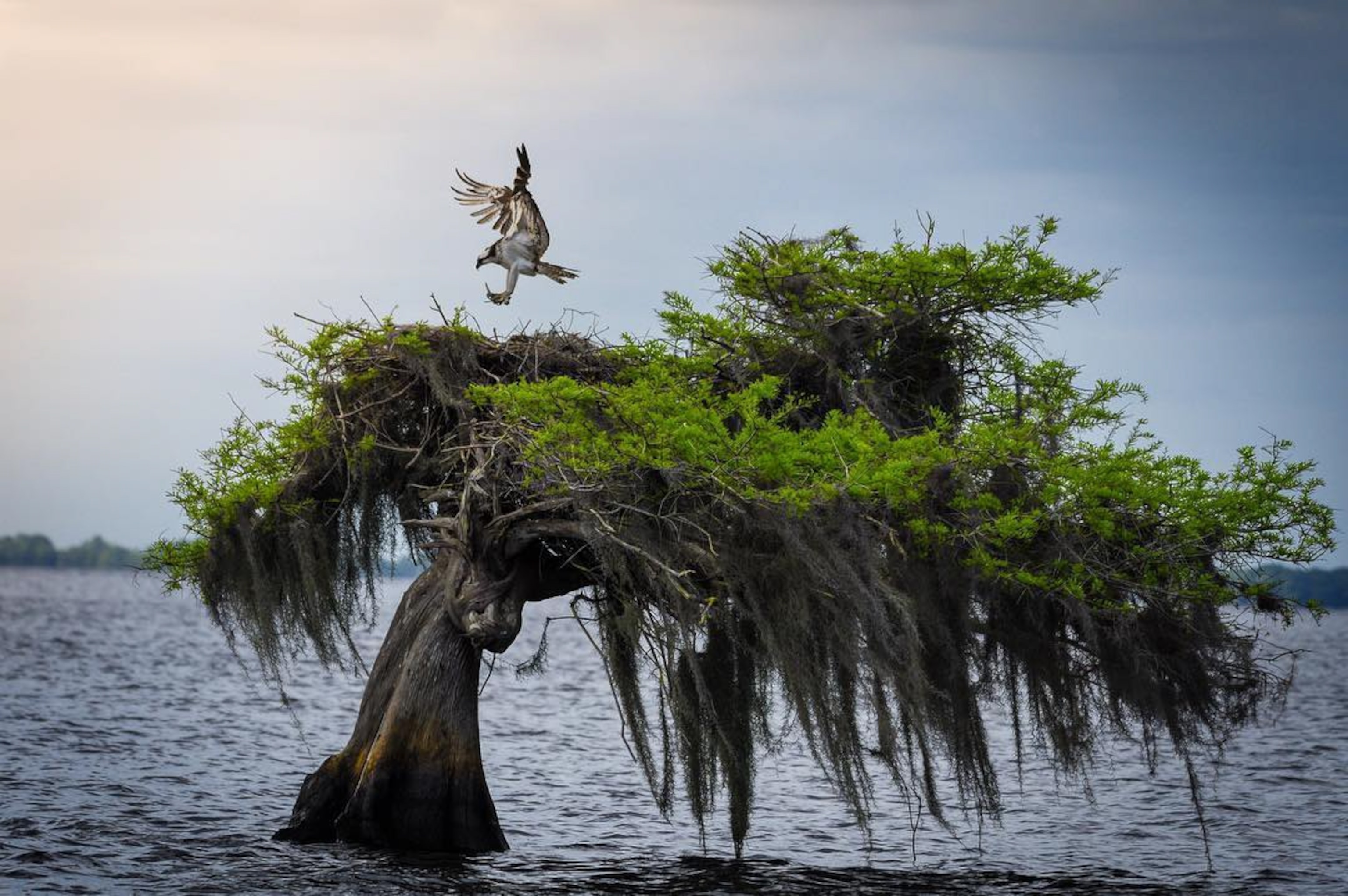osprey in cypress tree