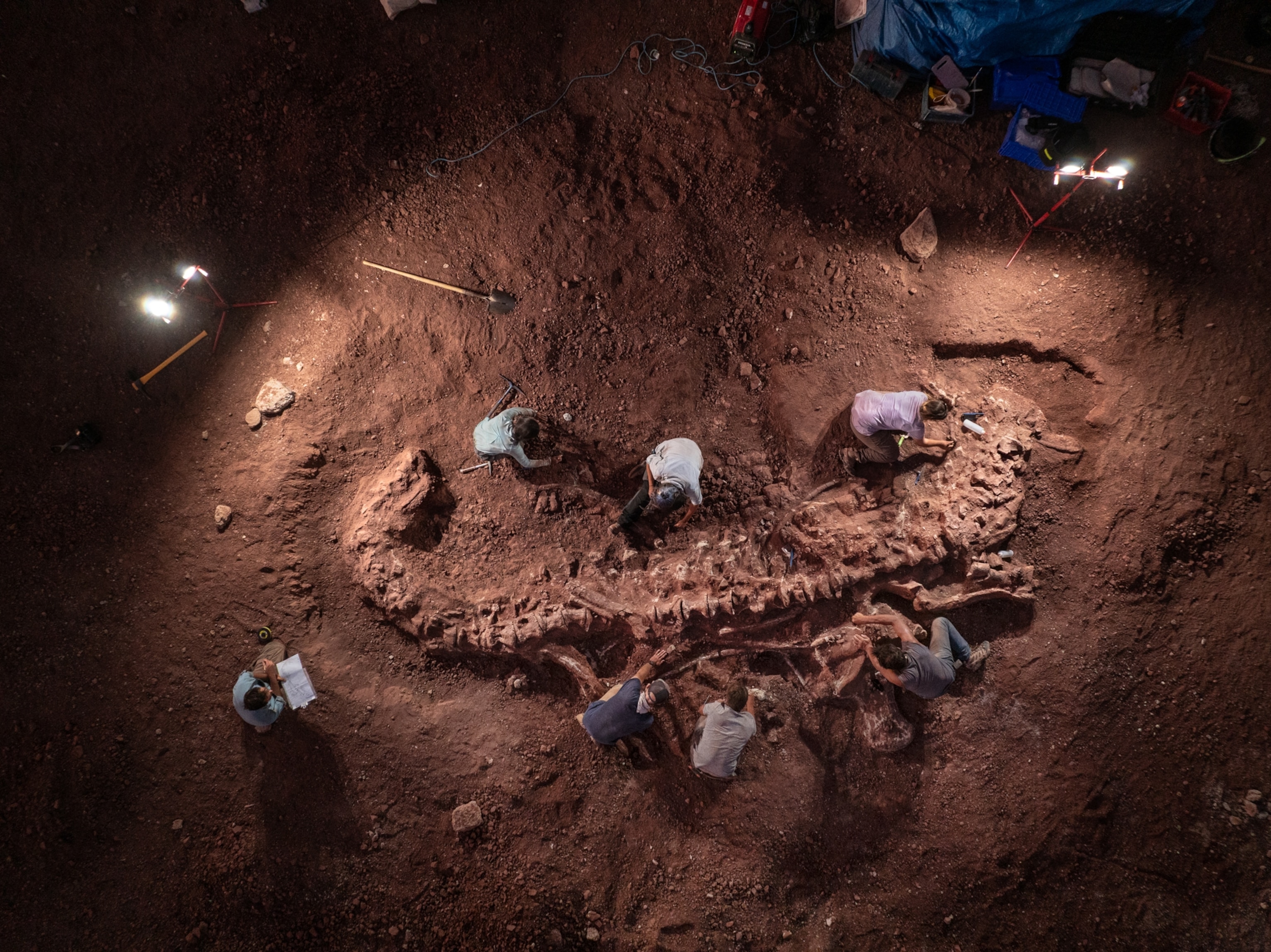 An overhead view of a team of paleontologist excavating a sauropod skeleton