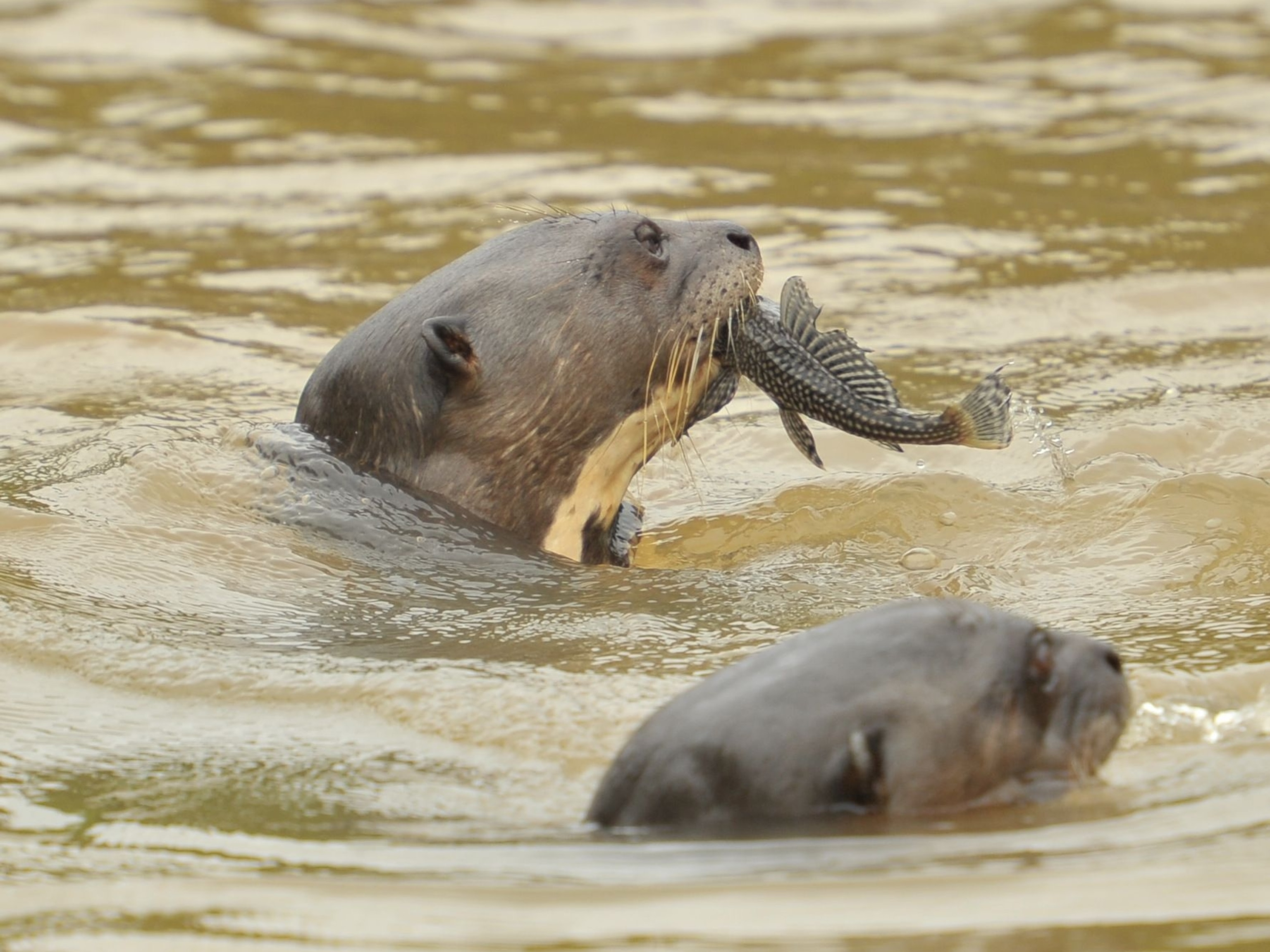 Giant Otter National Geographic