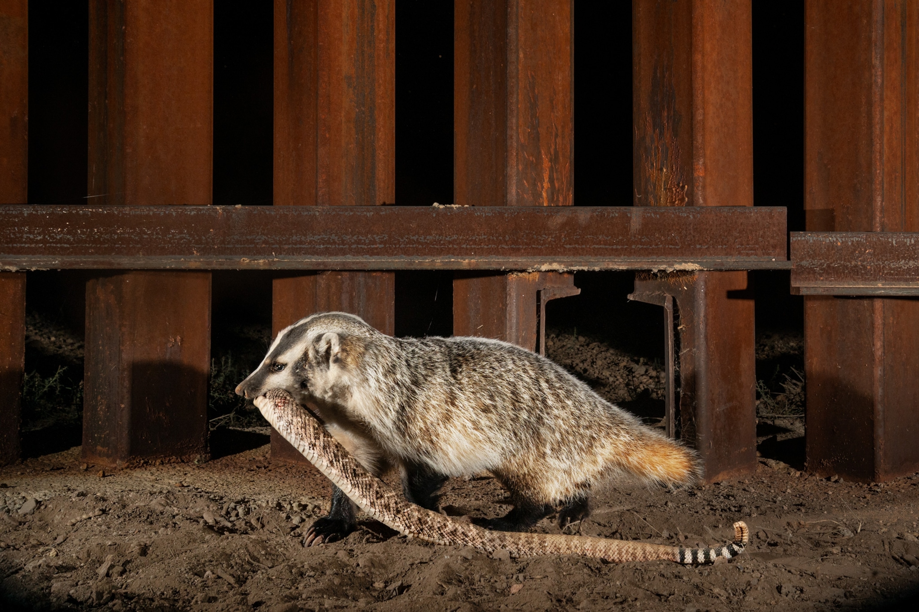 A rattlesnake-toting badger walks beside the steel-slatted wall being built along the border between the United States and Mexico.