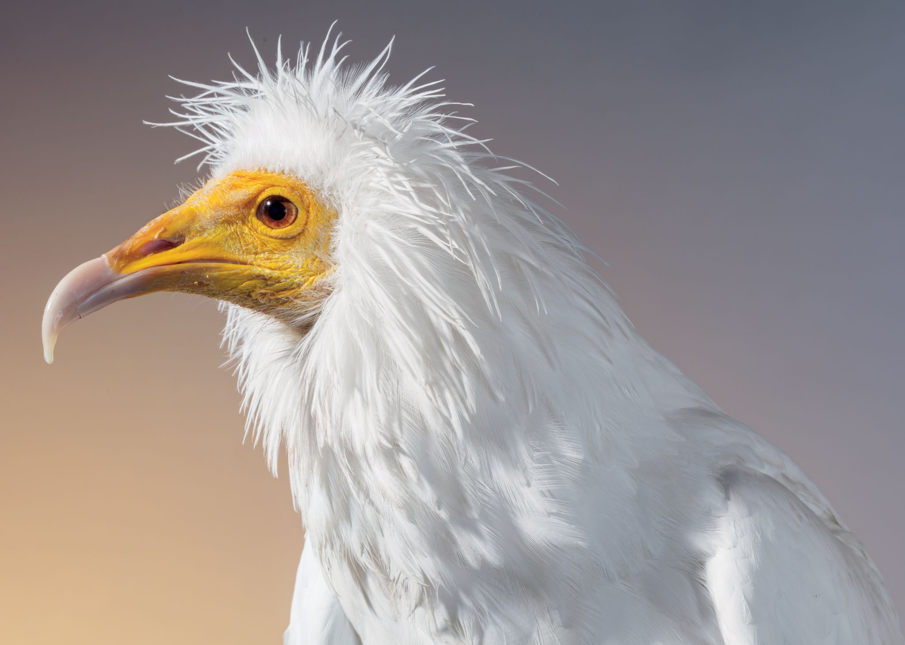 a white vulture with a yellow face
