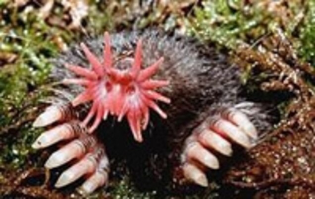 Learn To Smell Underwater With The Star Nosed Mole