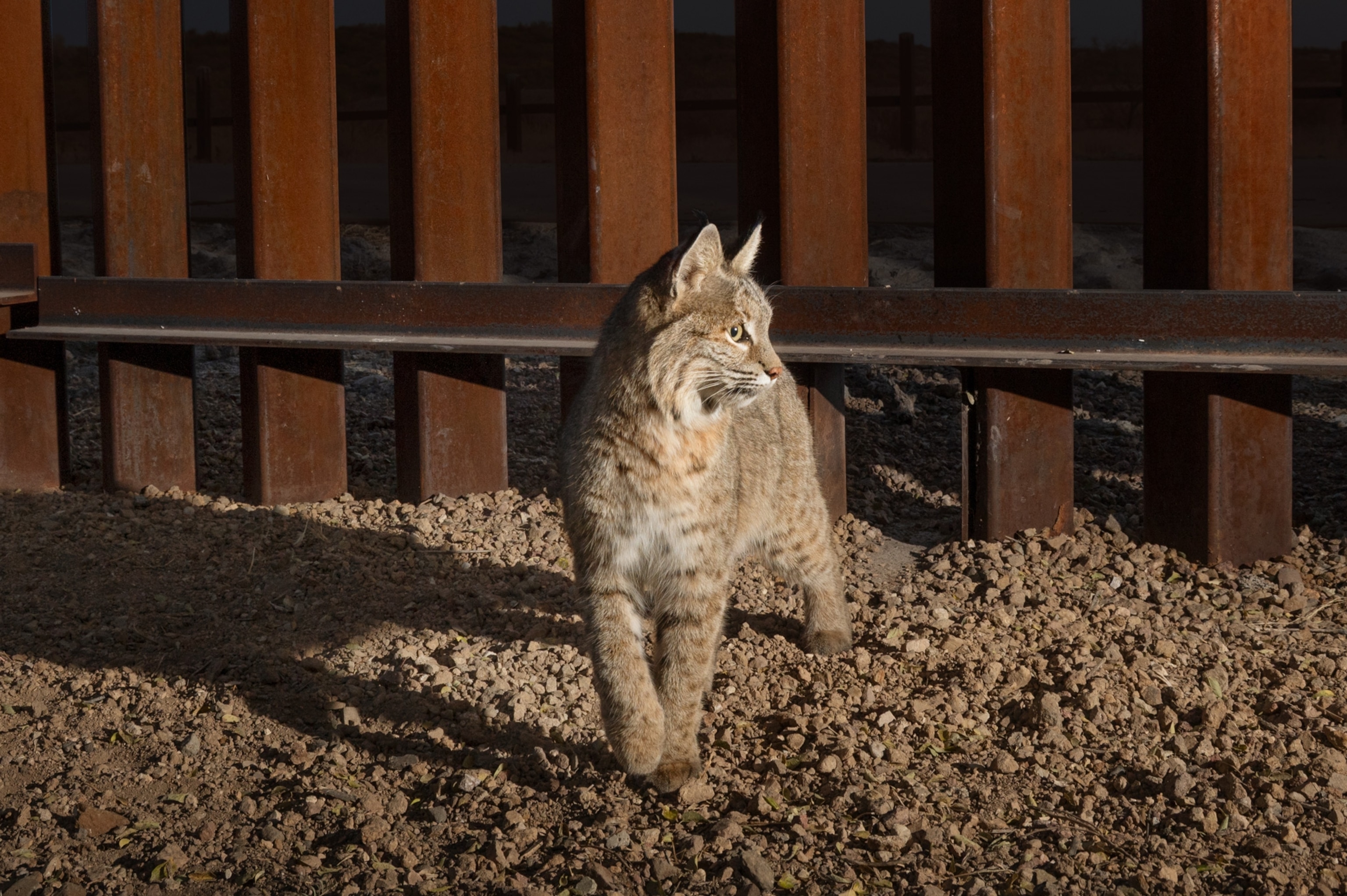 Animals walk beside the steel-slatted wall being built along the border between the United States and Mexico.