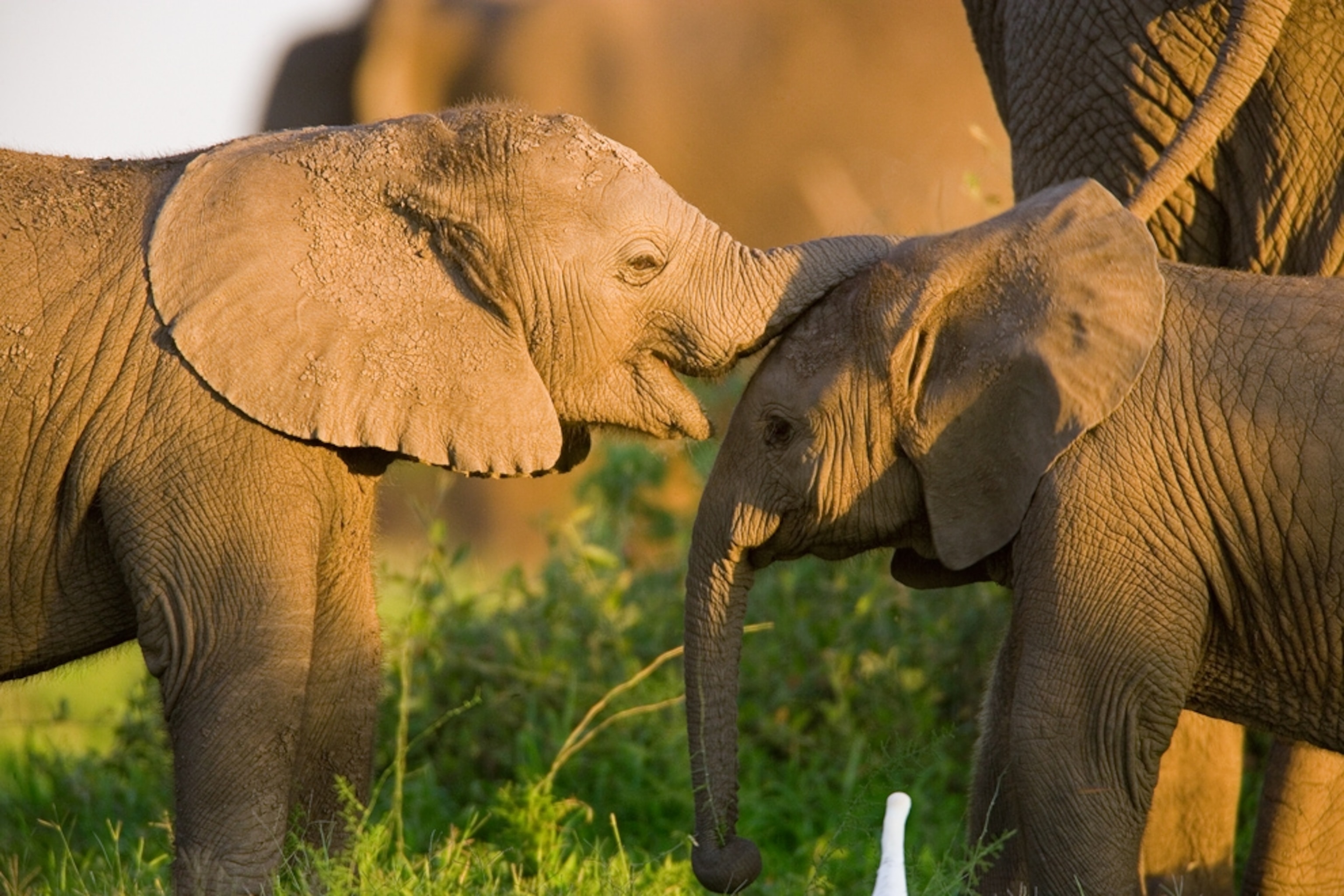 African elephants picture: animals in Botswana, part of the world's biggest conservation area