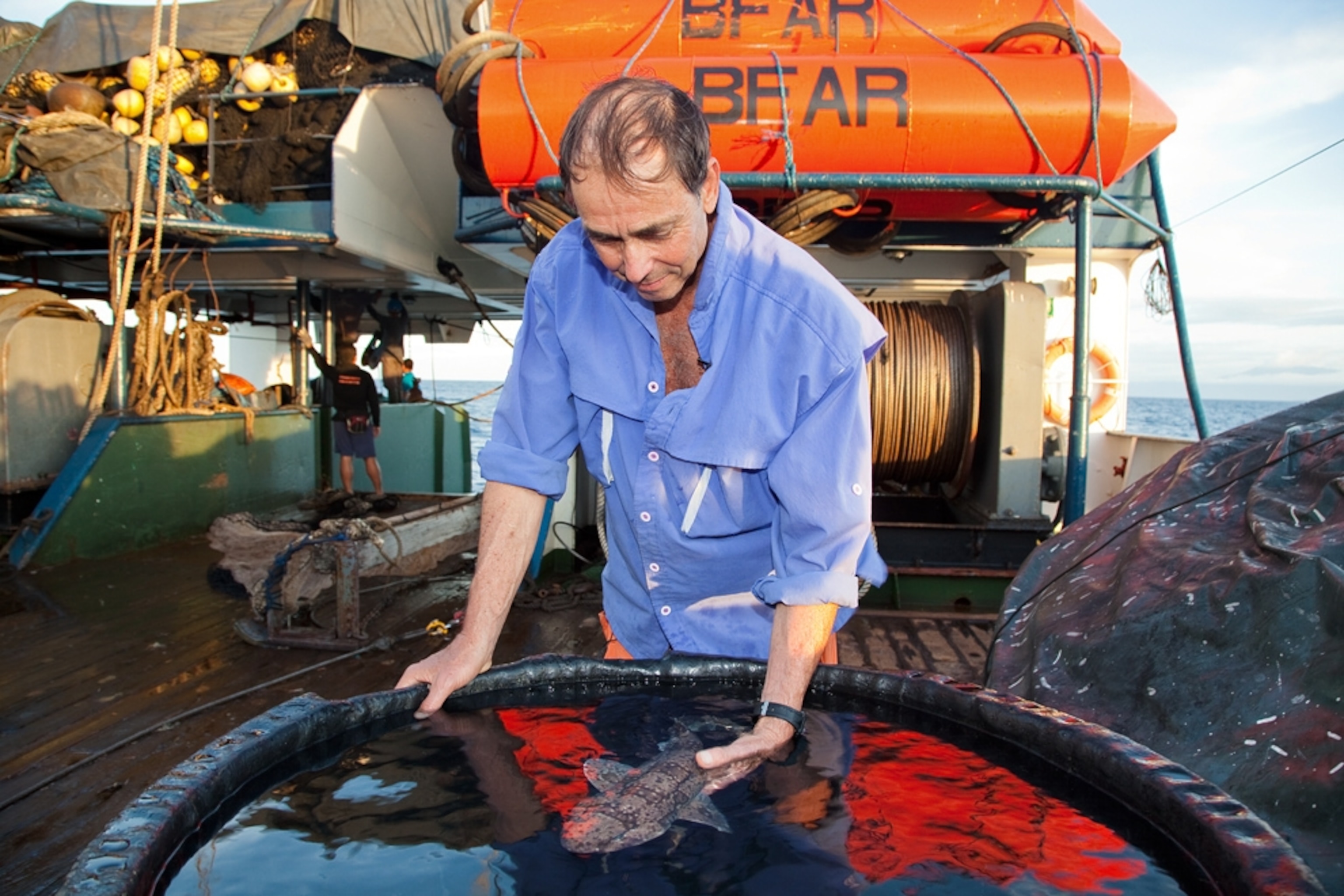 a scientist inspecting a recently caught swell shark in the Philippines