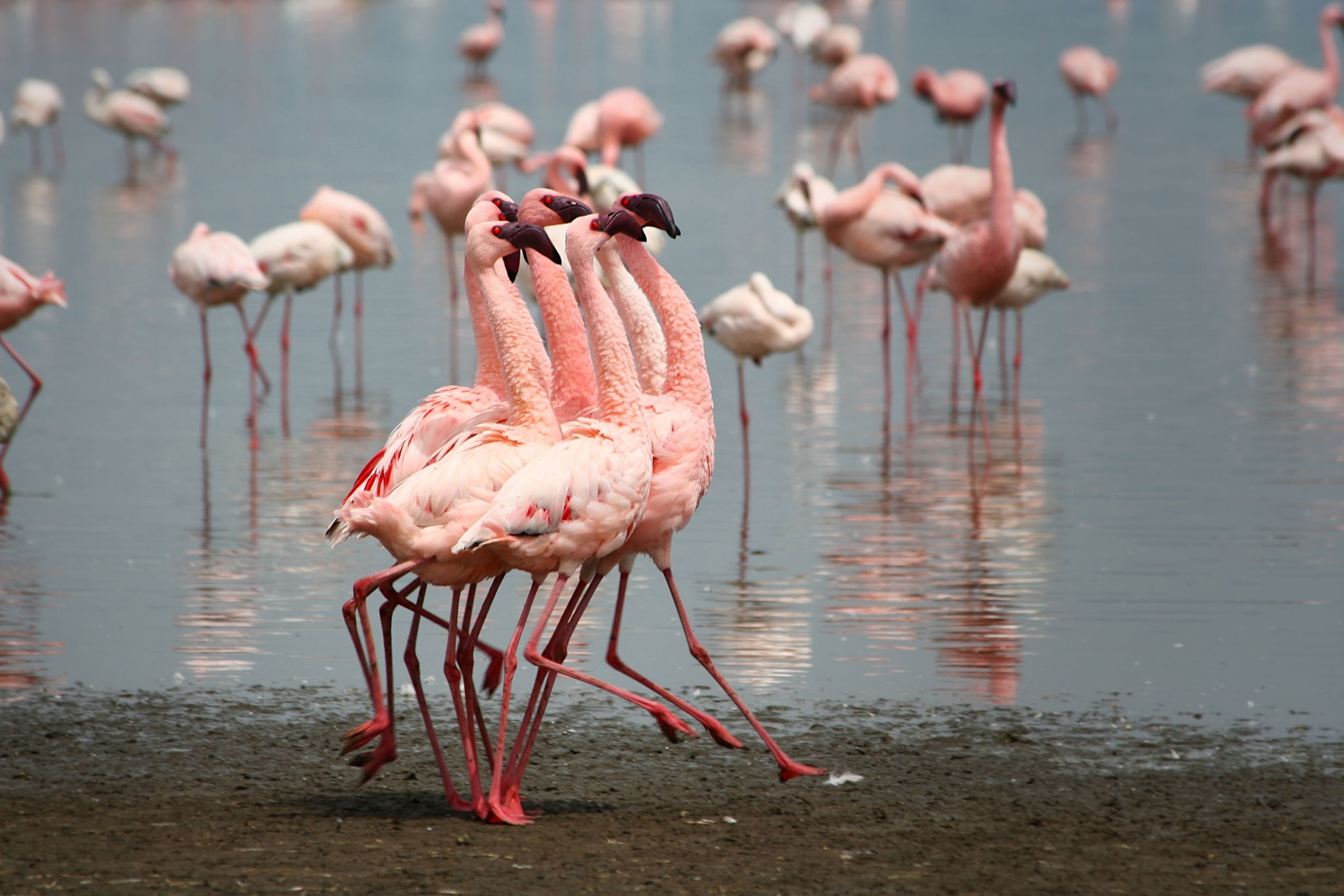 flamingos