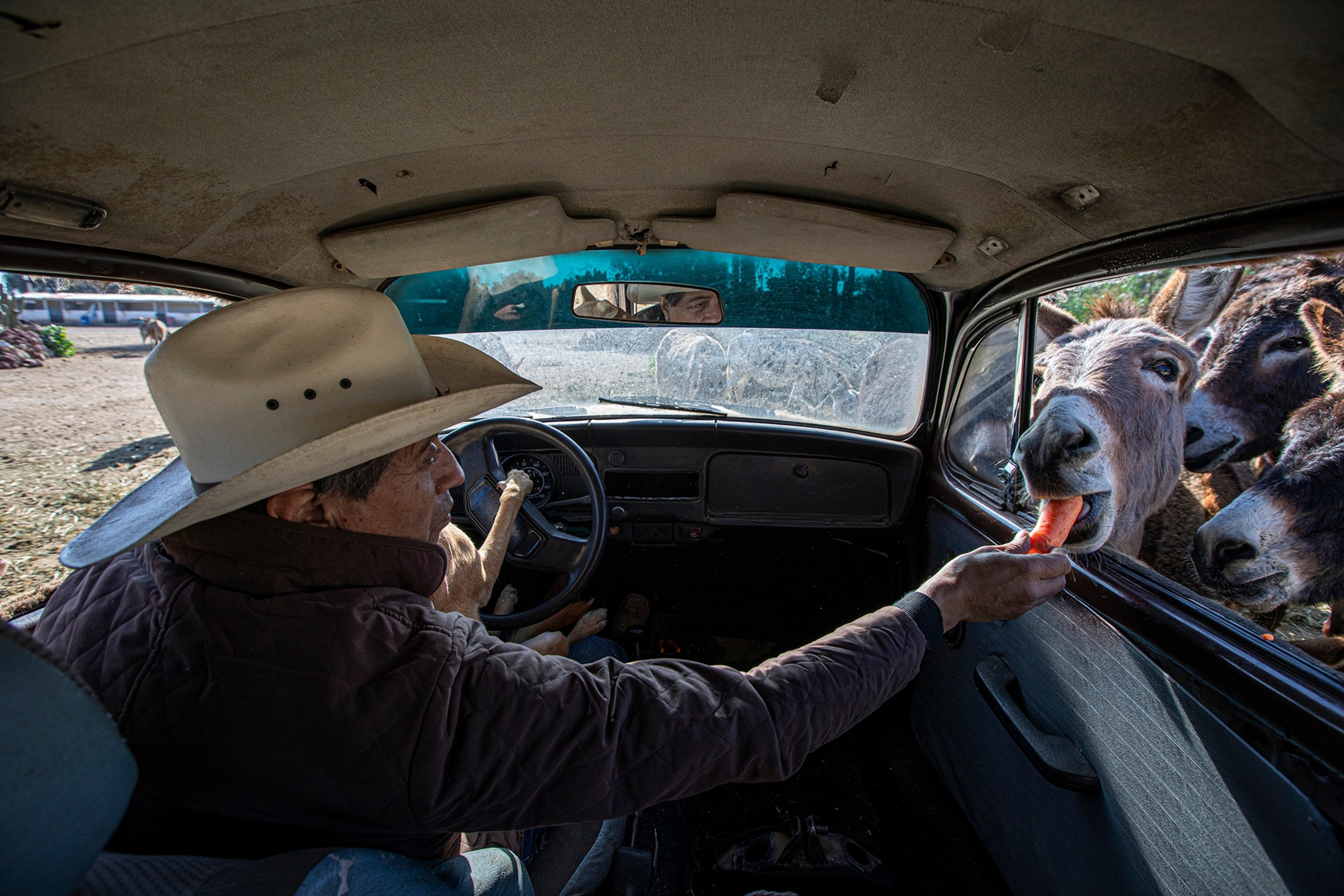 A man sitting in a car feeds a carrot to donkeys outside the car window.