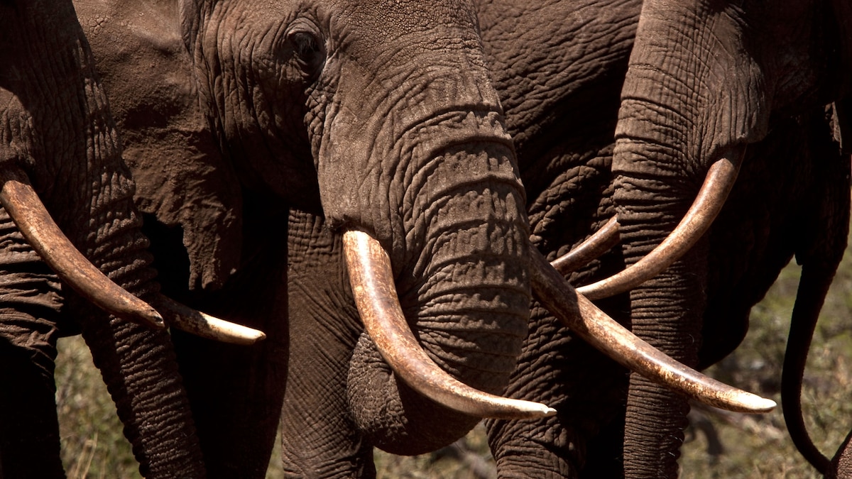 Woolly Mammoth Ivory Is Legal, and That’s a Problem for Elephants