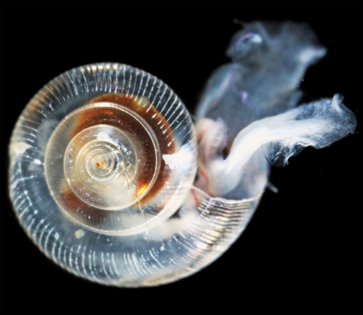 Ocean Acidification Chipping Away at Snail Shells