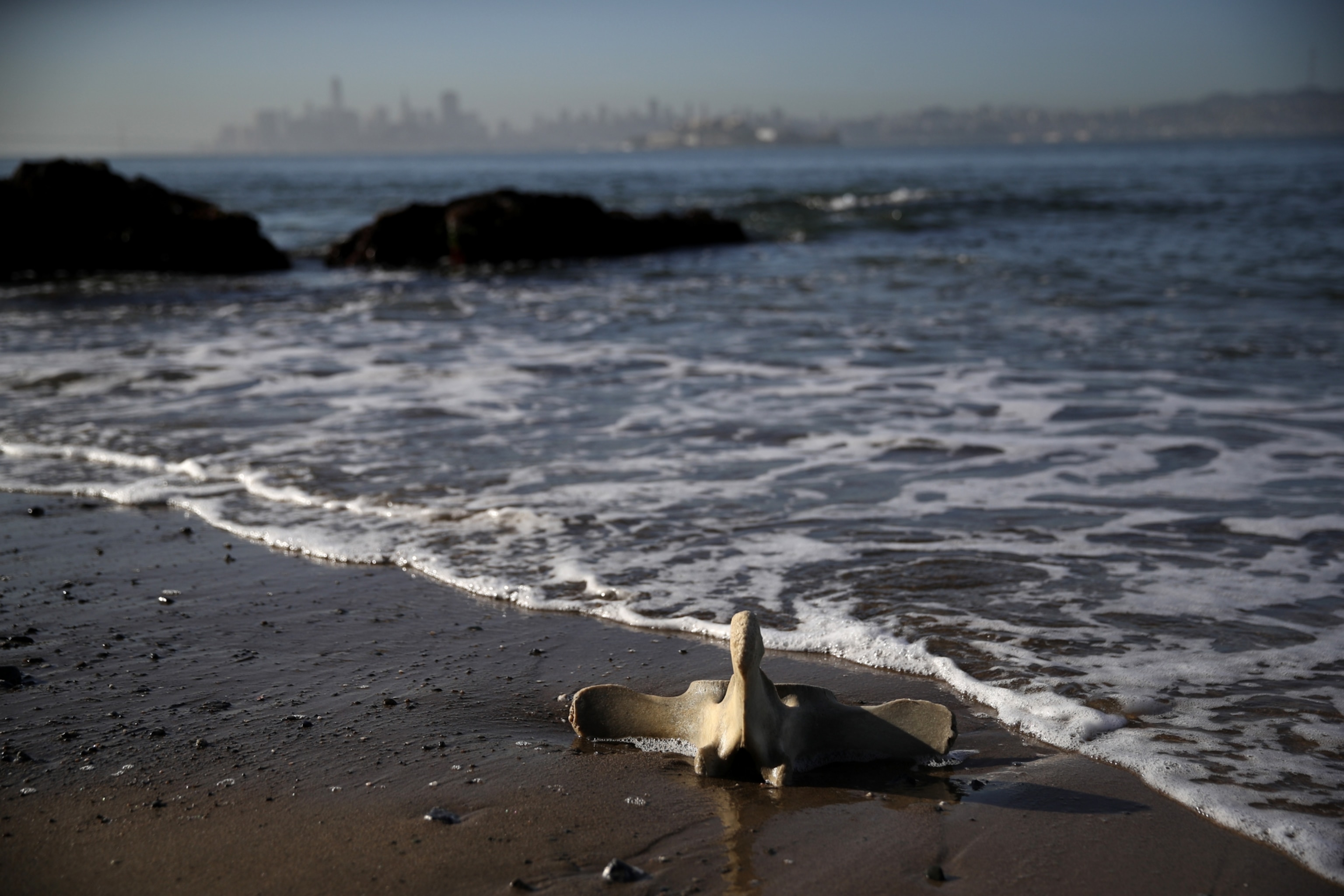 A large vertebra lies on a sandy beach by gentle waves, with a hazy city skyline in the distance