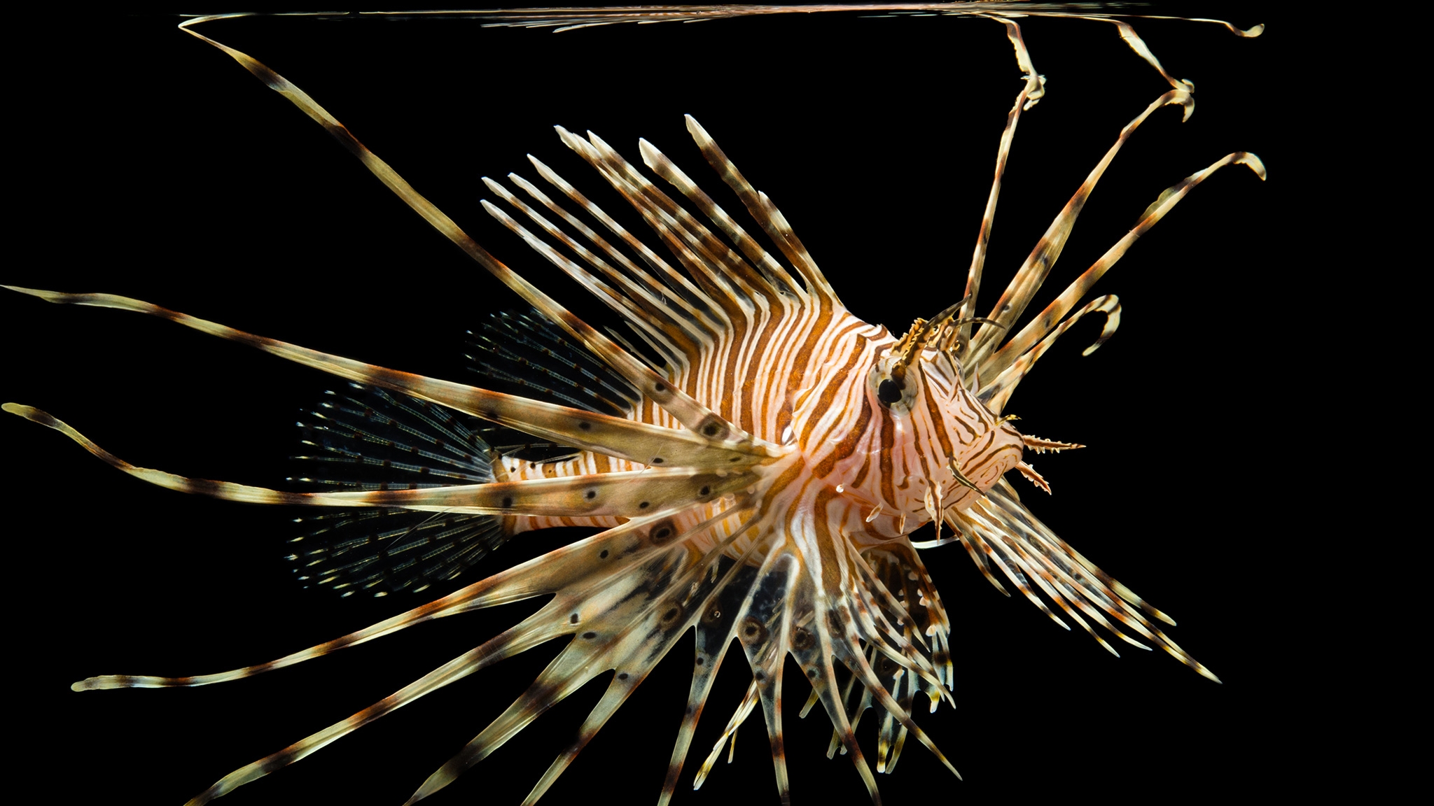 Fish Pictures Facts National Geographic Fish Pictures Facts National Geographic