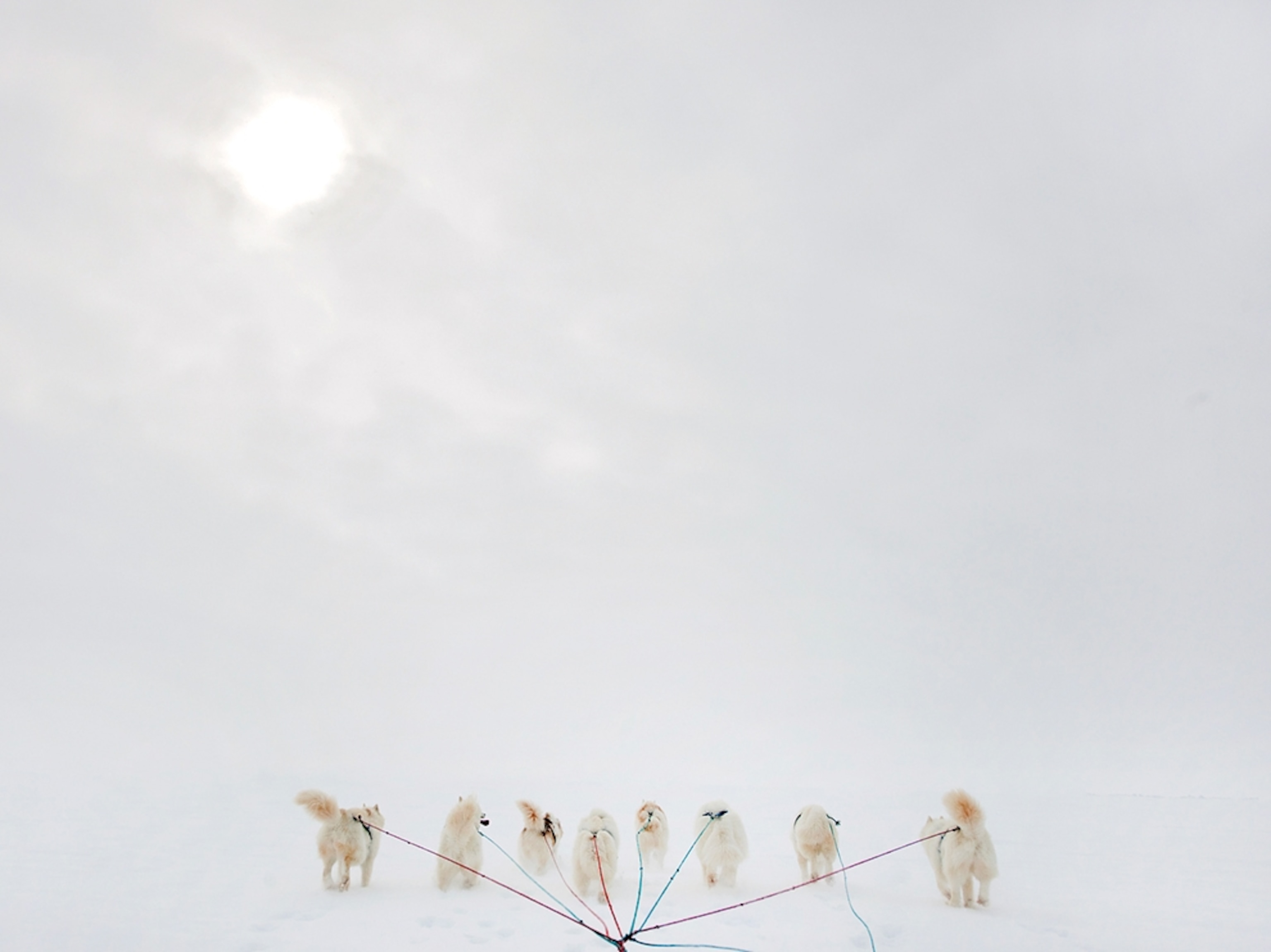 a dogsled team in Nunavut, Canada