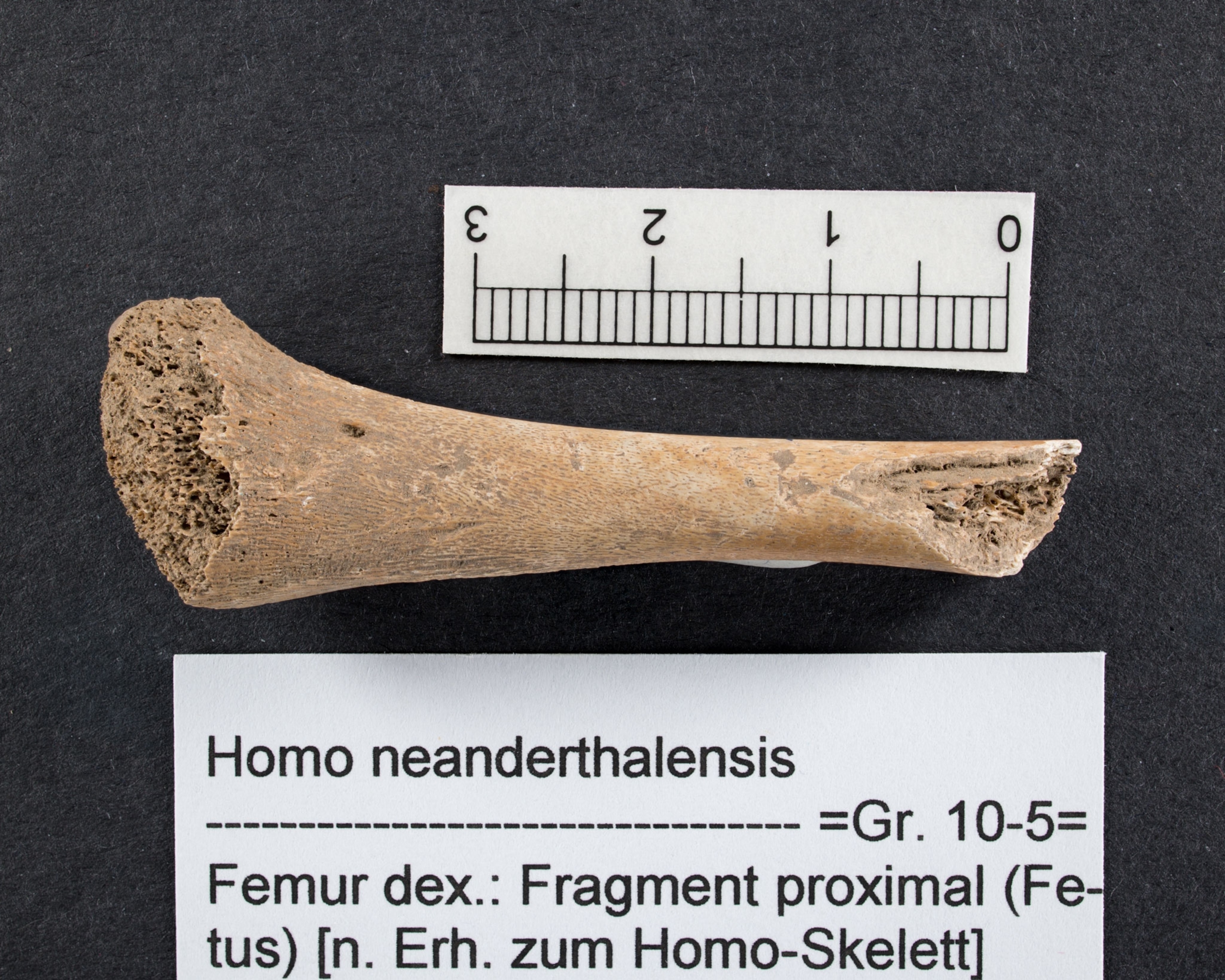 Neanderthal fetus bone shown to scale