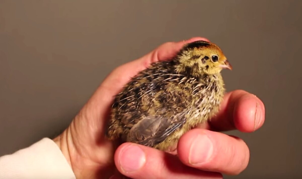 How Did a Quail Chick Hatch From a Supermarket Egg?