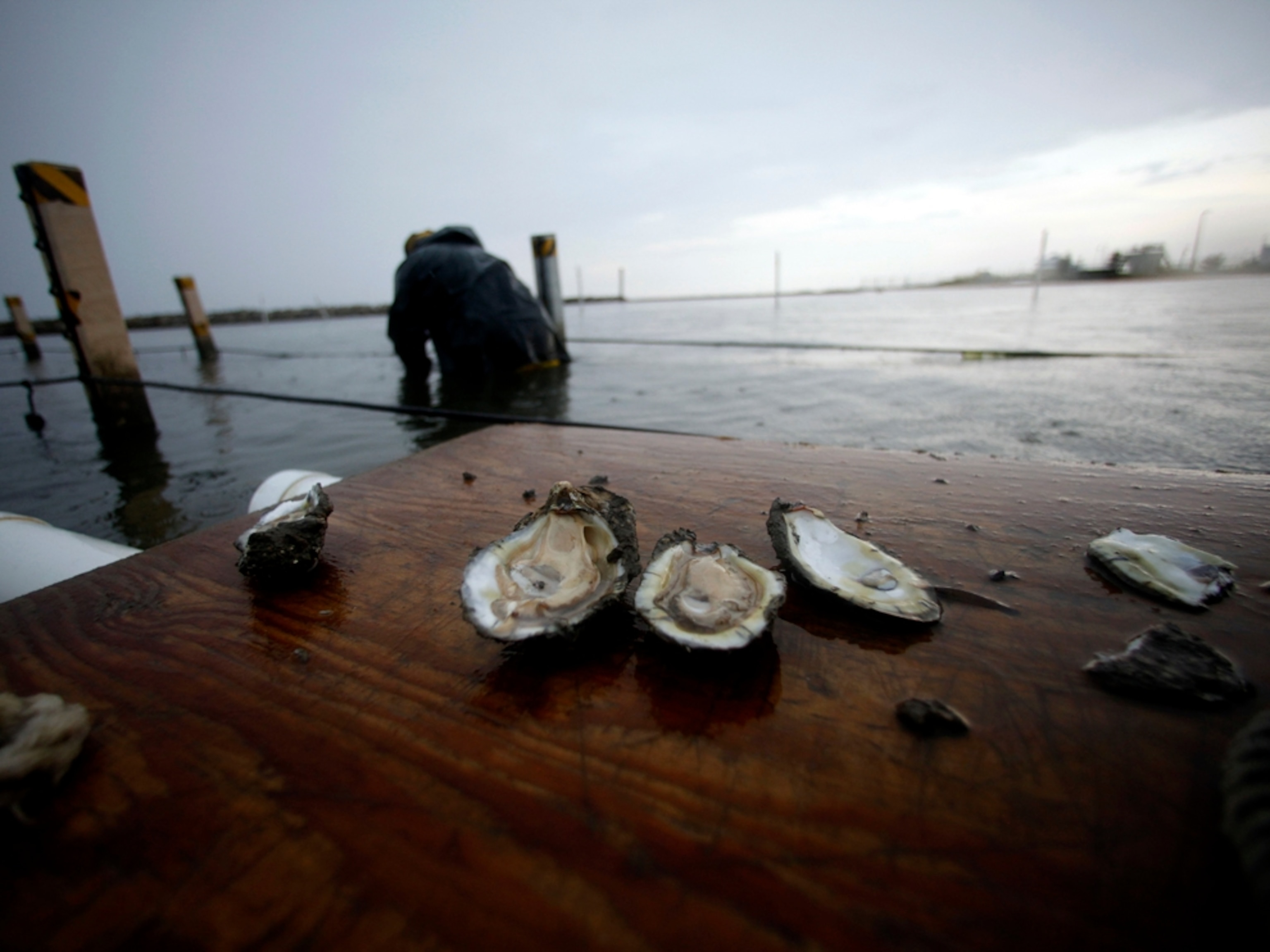 shucked oysters after the Gulf oil spill