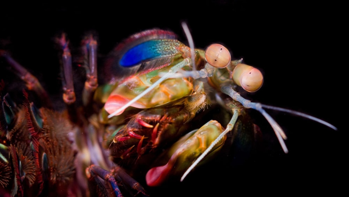 Paleo Profile The Northern Mantis Shrimp