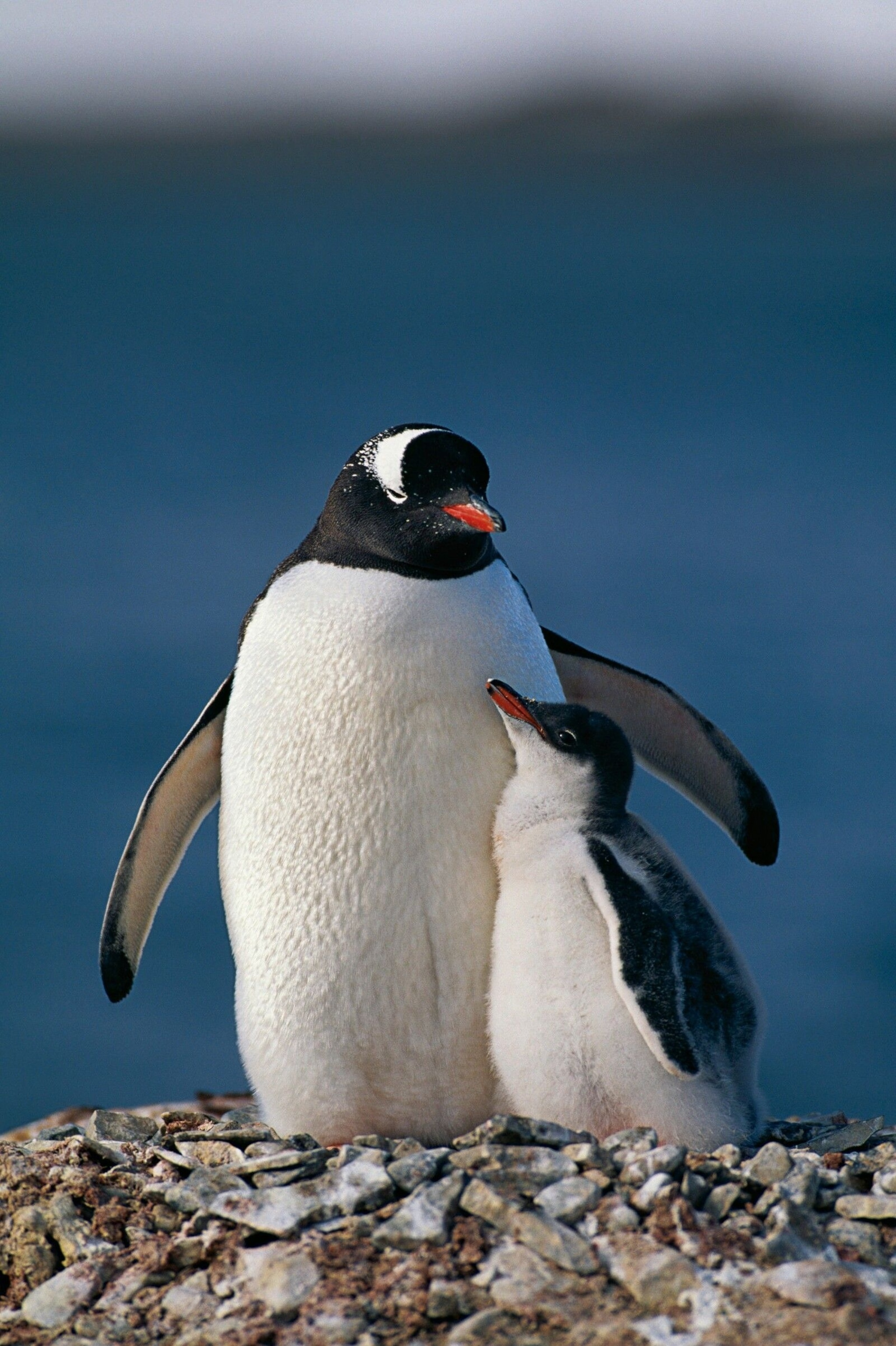 A large penguin and a small one.