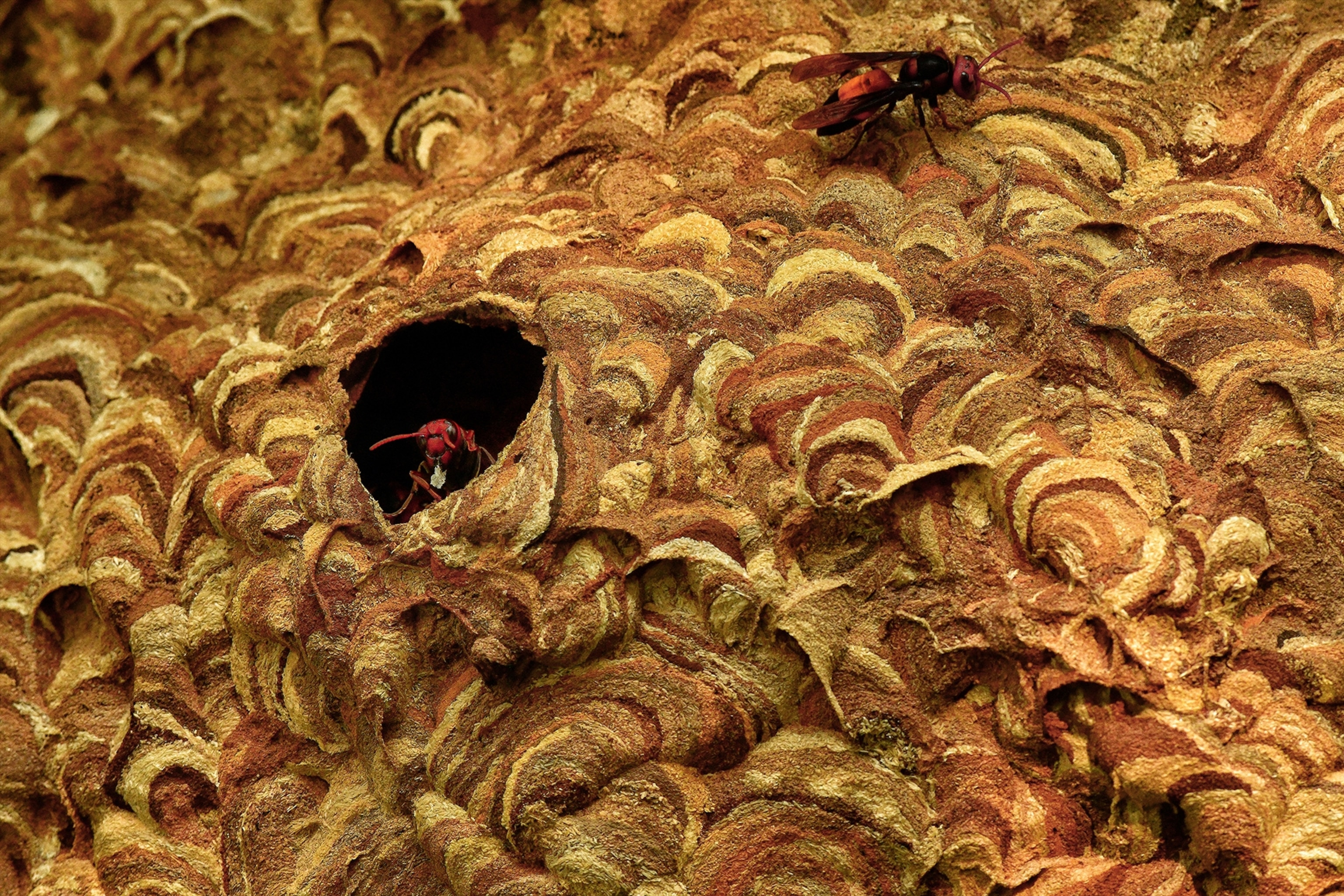 Up close photo of a hornets nest, with yellow swirl texture and two hornets in the nest.