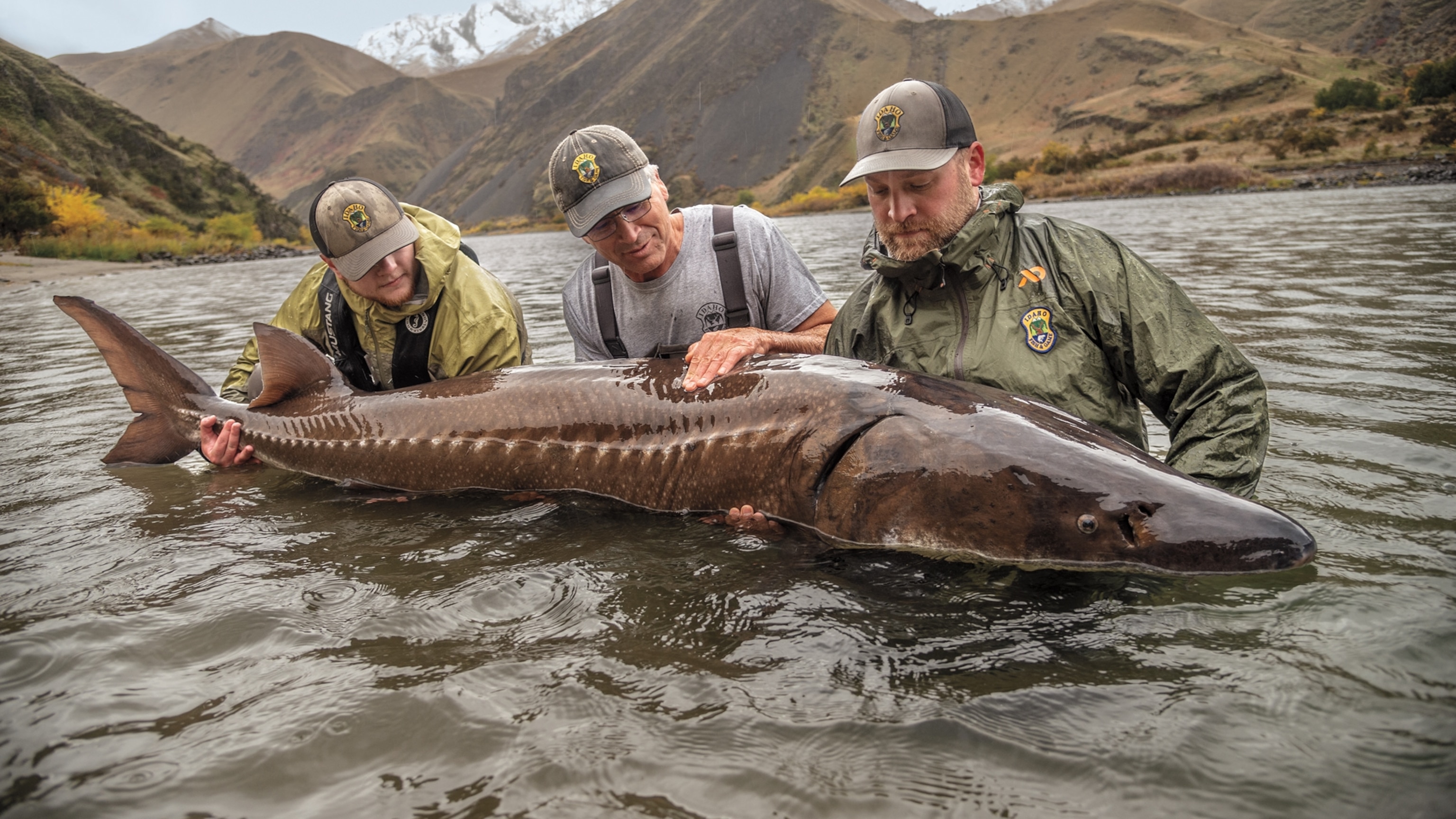 These ancient fish swam with the dinosaurs. They may not survive us.