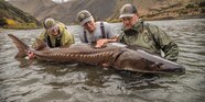 Sturgeon Fish 300 Million Year Old Fish Resembles A Sturgeon But Took Sturgeon Fish 300 Million Year Old Fish Resembles A Sturgeon But Took