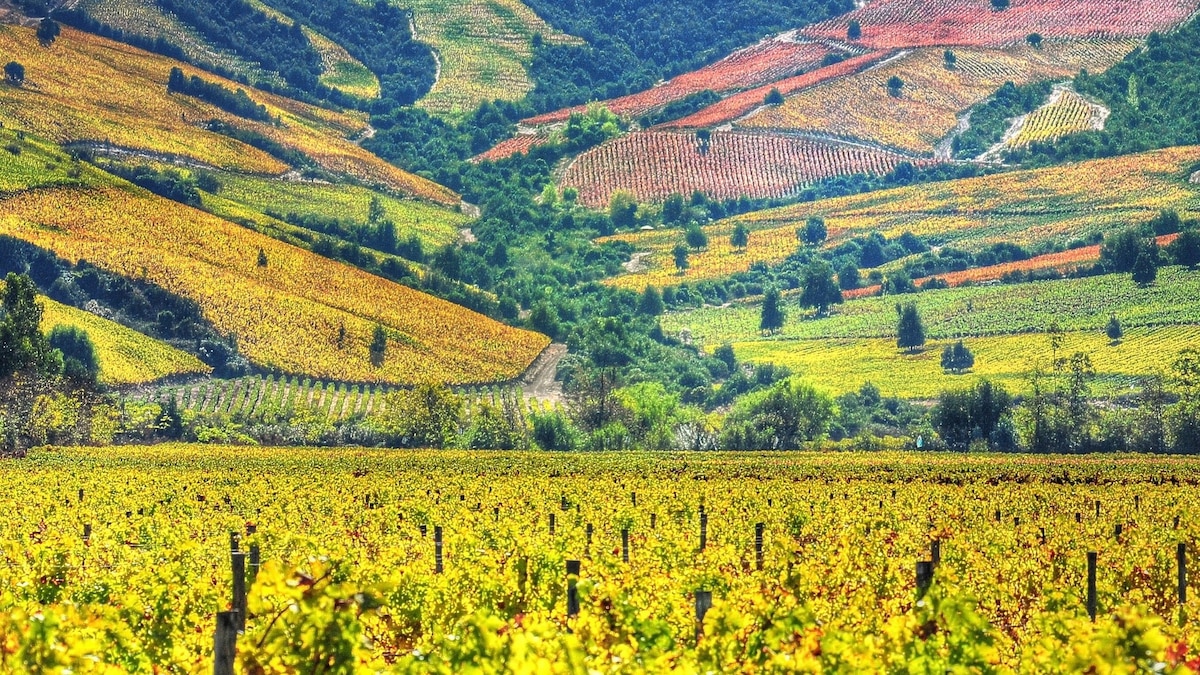 Exploring Chilean wine, with five of the best bottles to try in 2022 ...