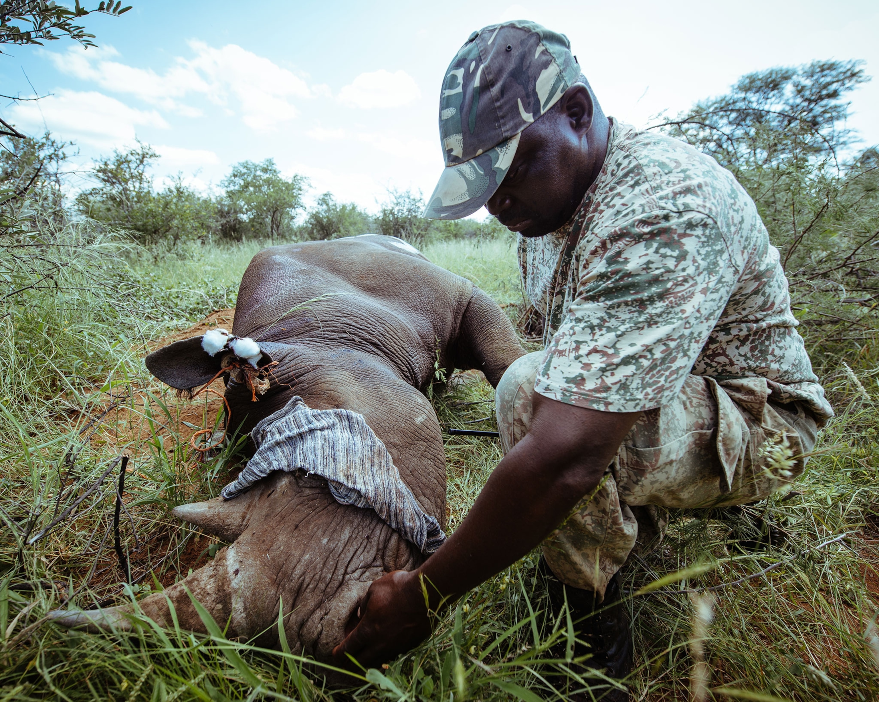 a member of the capture team monitors the breath of a tranquilised rhino