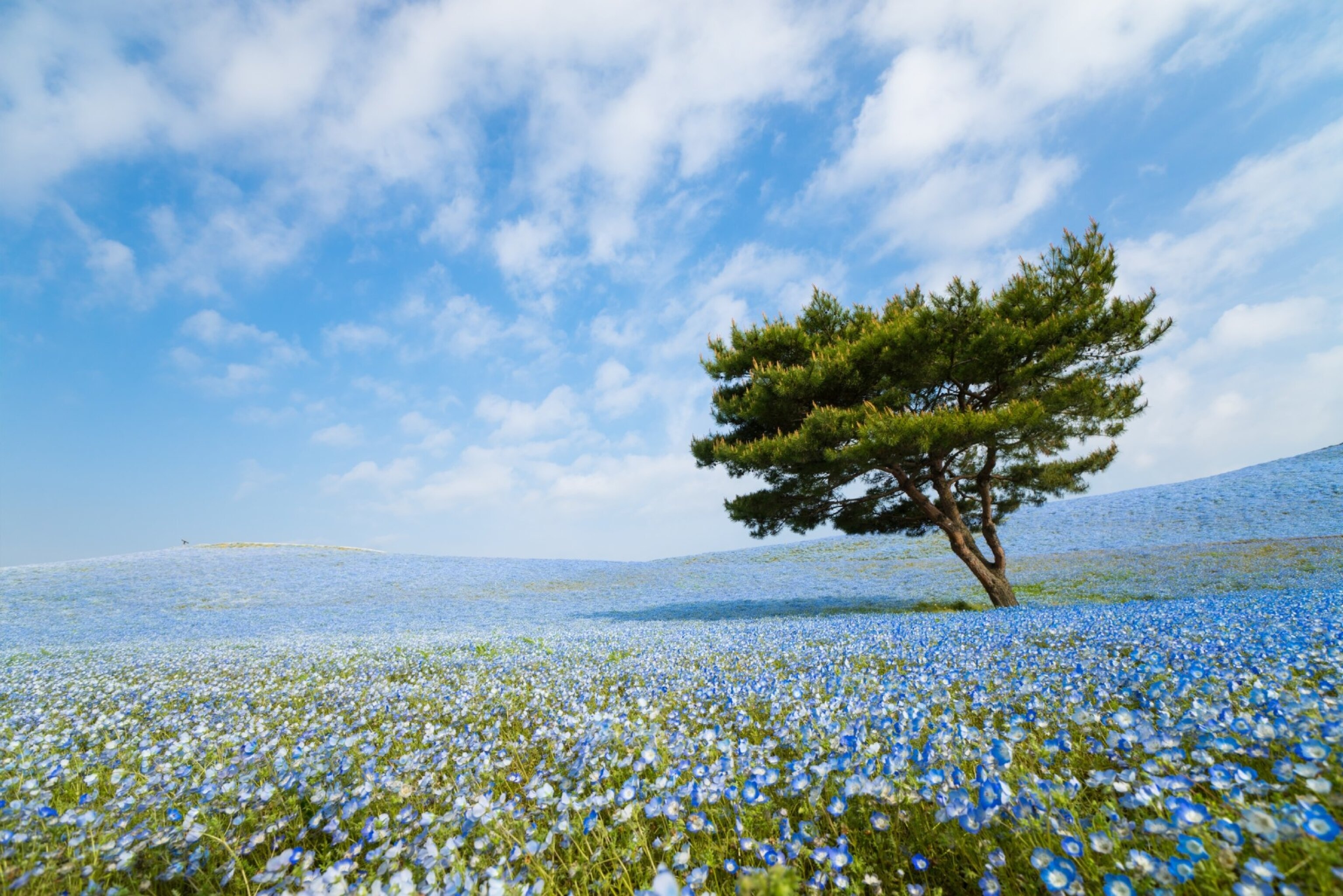 single tree in a field of blue flowers
