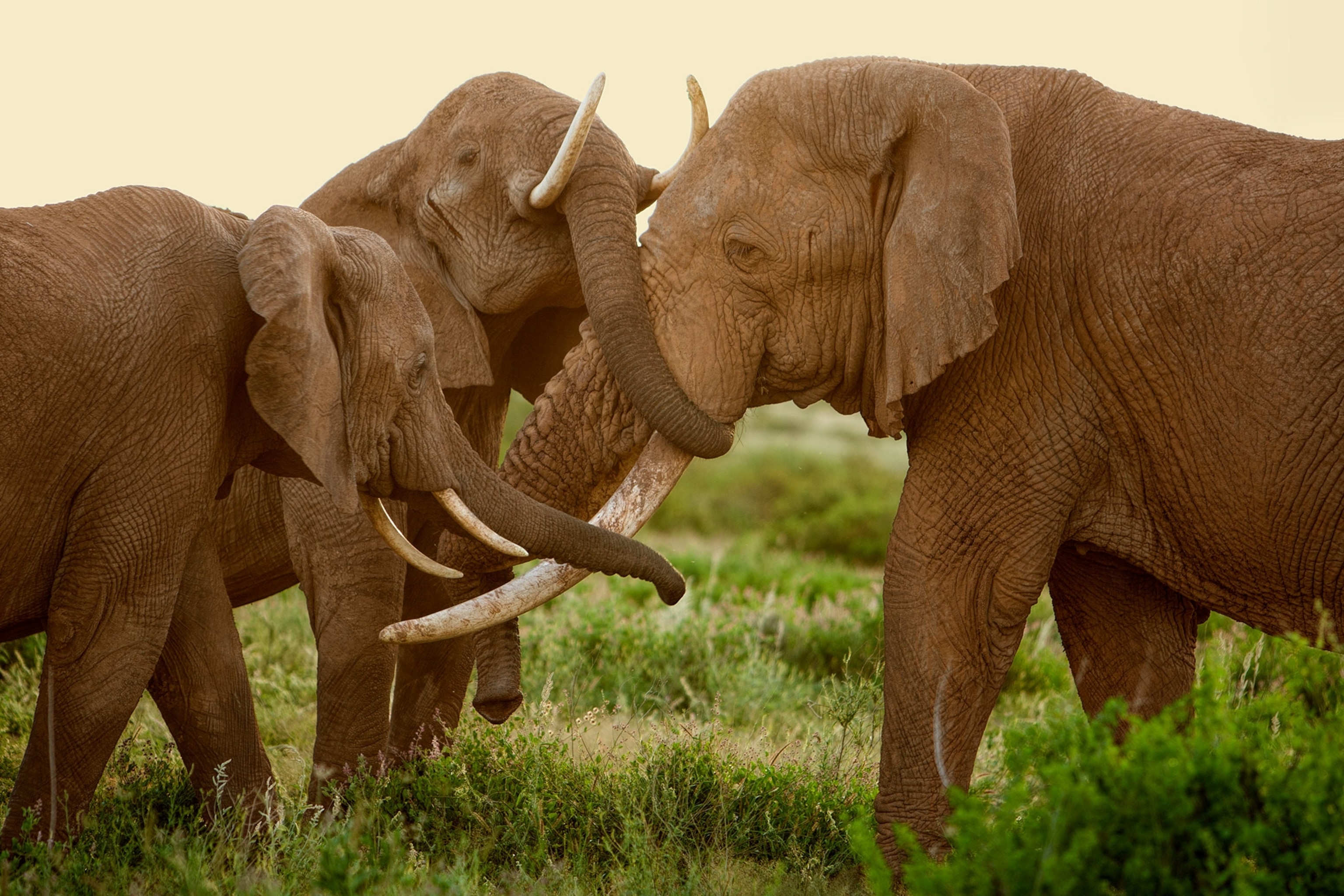 Two smaller elephants use their trunks to embrace a slightly larger one.