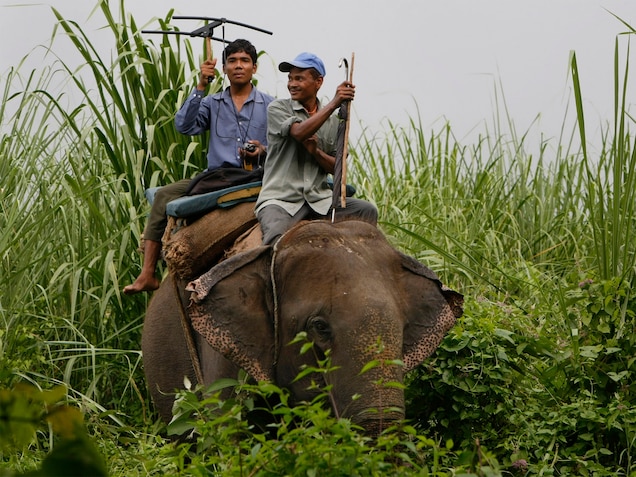 A Nepalese wildlife ranger riding an elephant holds an antenna as he tries to trace a rhino with a radio collar in Chitwan National Park. PHOTOGRAPH BY GEMUNU AMARASINGHE, AP