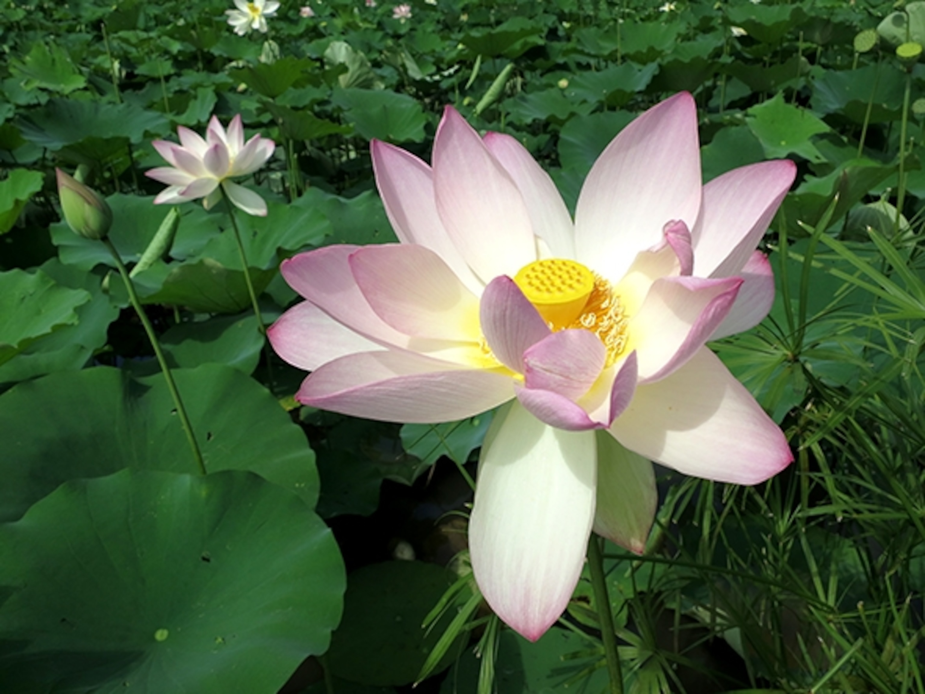 A lotus flower in the Aquatic Gardens (Photograph by Robert Reid)
