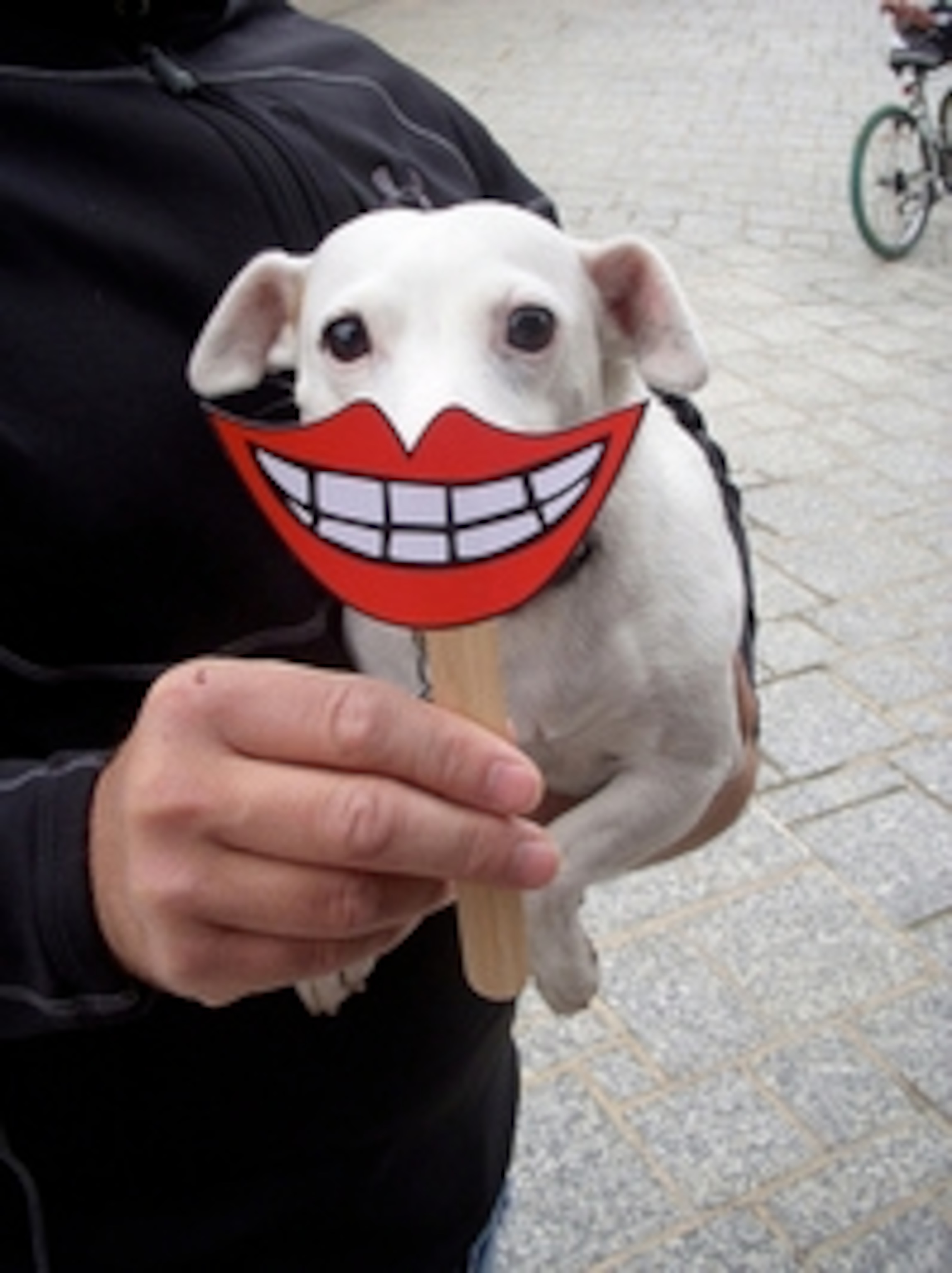 Kinetic Sculpture Race.jpg