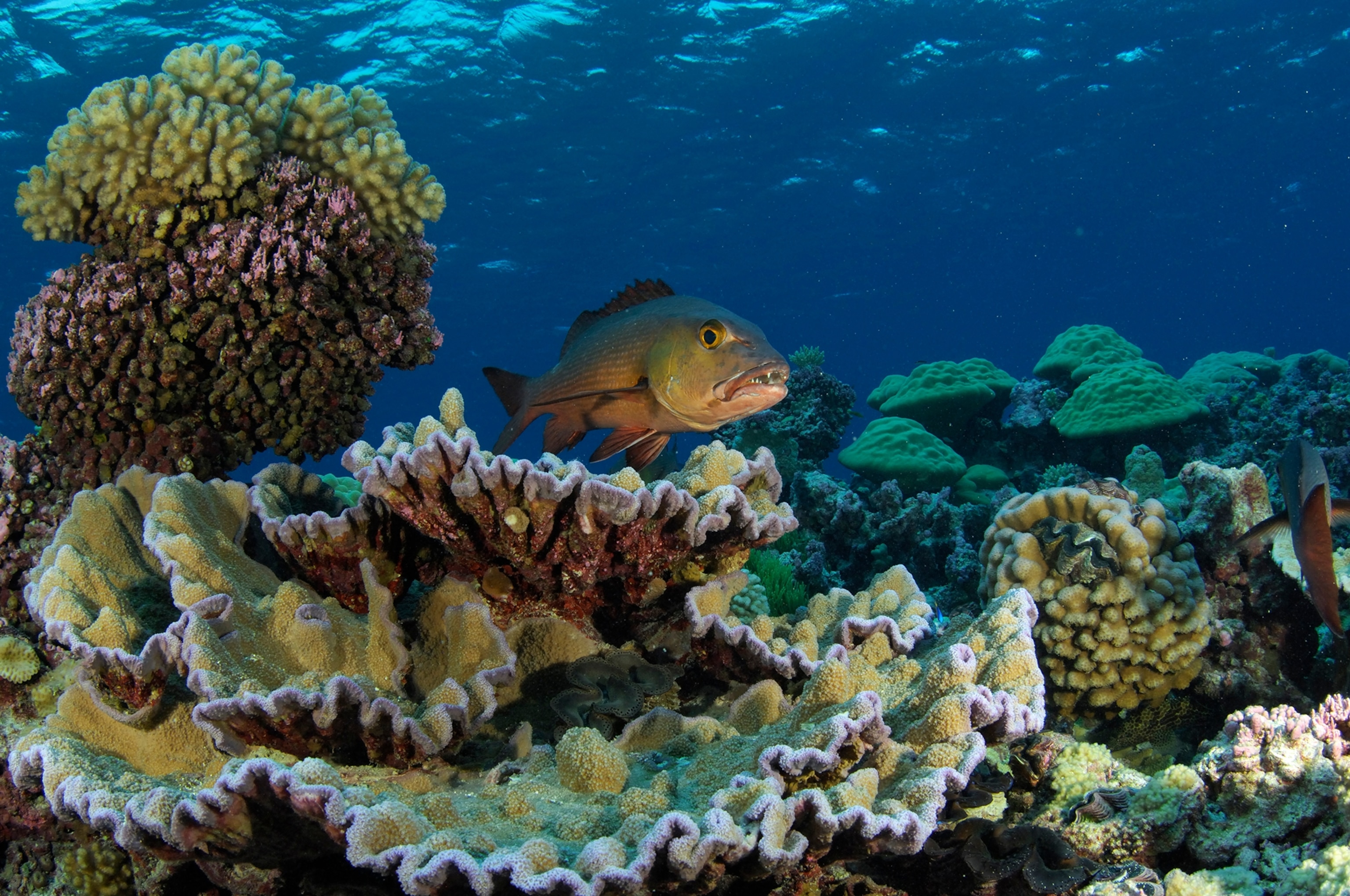 The underwater scene of Palmyra Atoll.