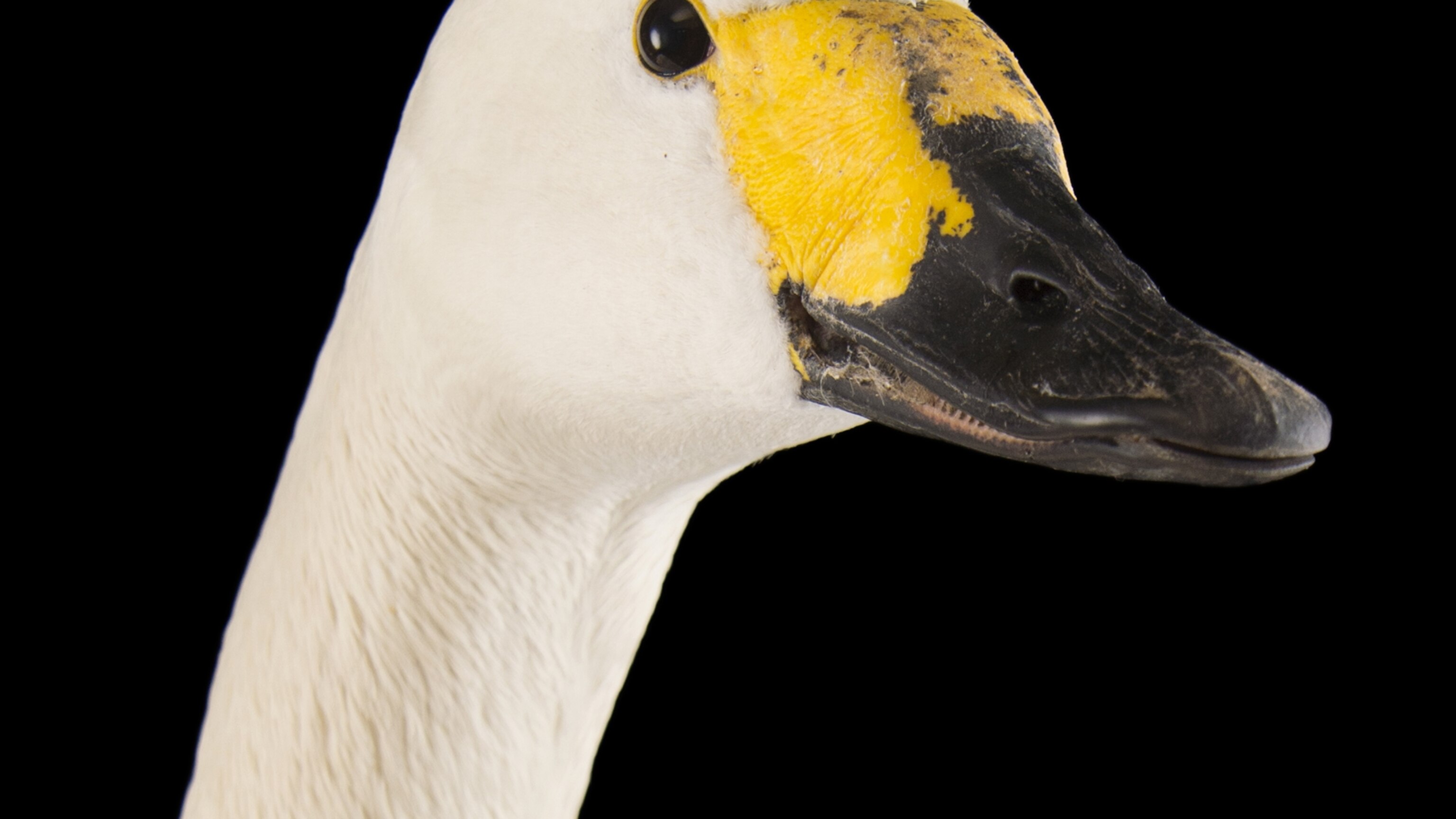 tundra-swan_thumb_16x9.jpg?w=1200