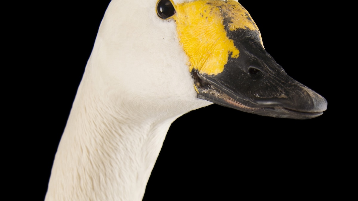 Tundra Swan National Geographic