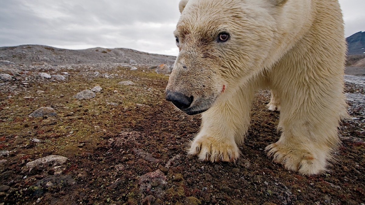 4 Ways Polar Bears Are Dealing With Climate Change