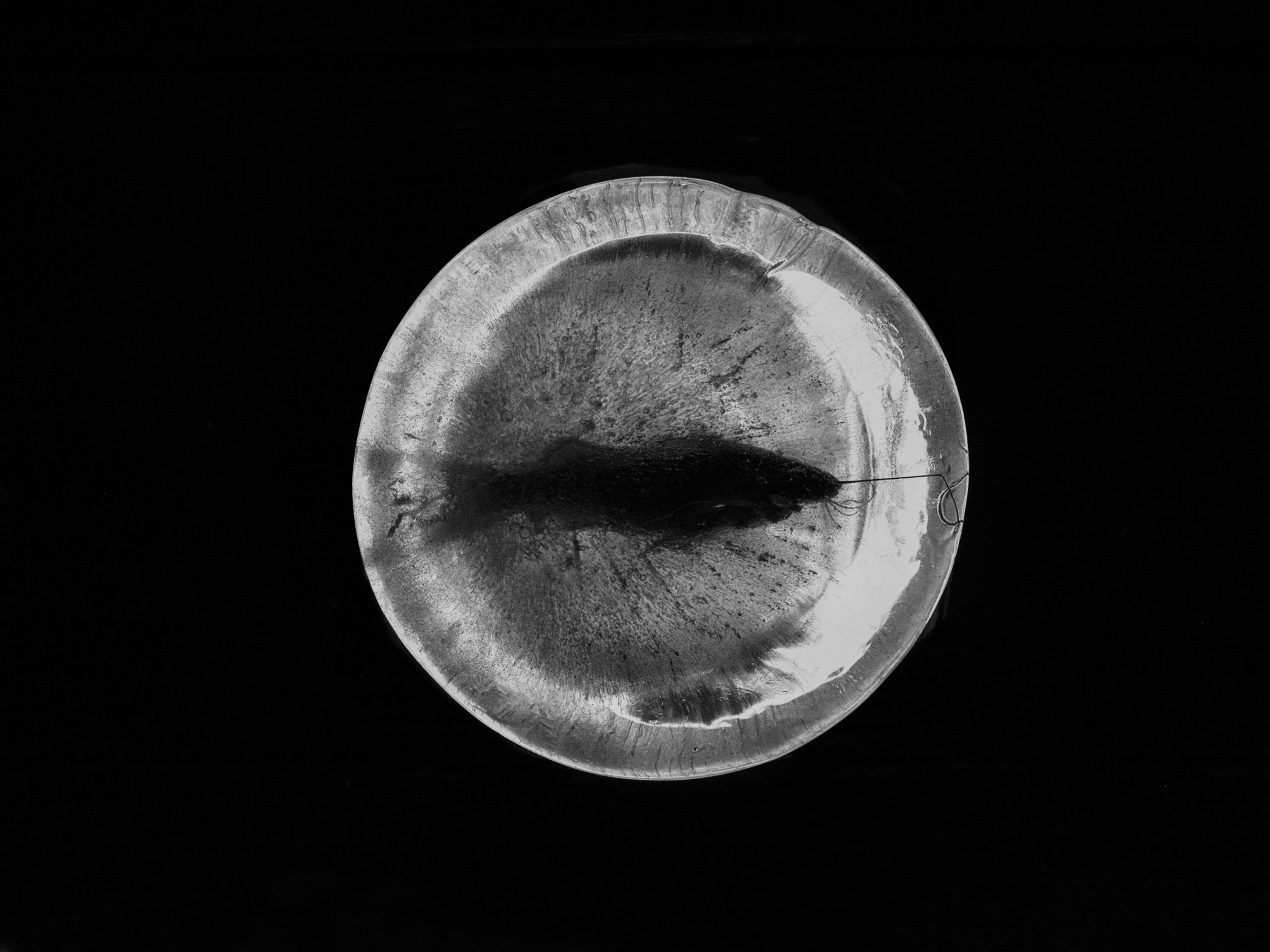 a fish frozen in a block of ice