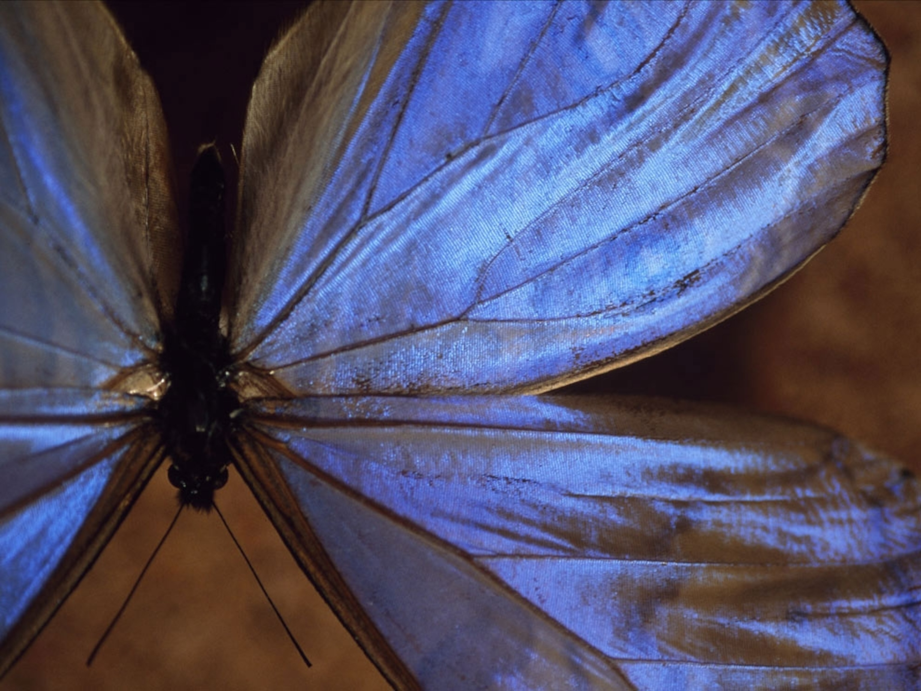 Iridescent blue butterfly