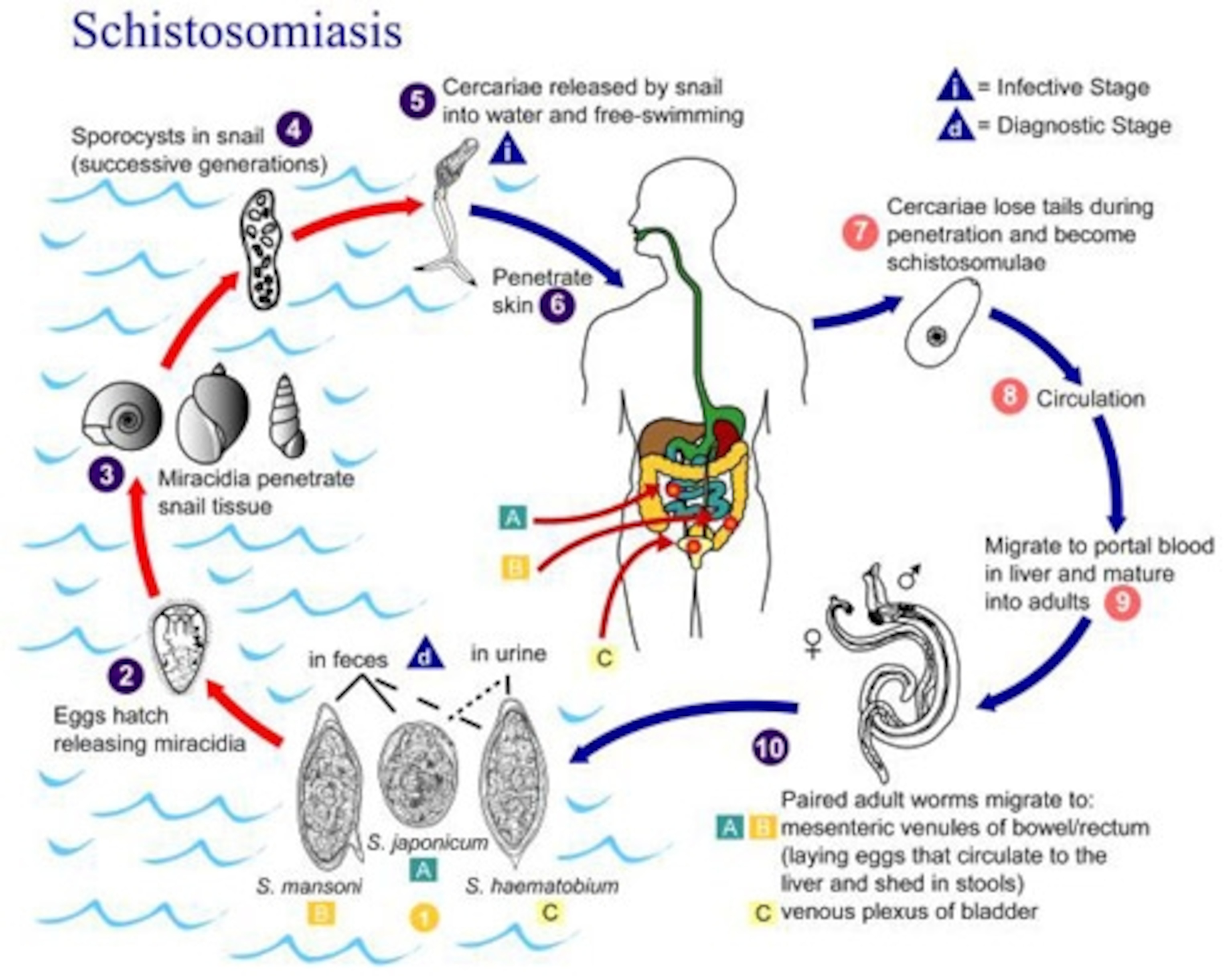 Schistosomiasis_Life_Cycle.jpg